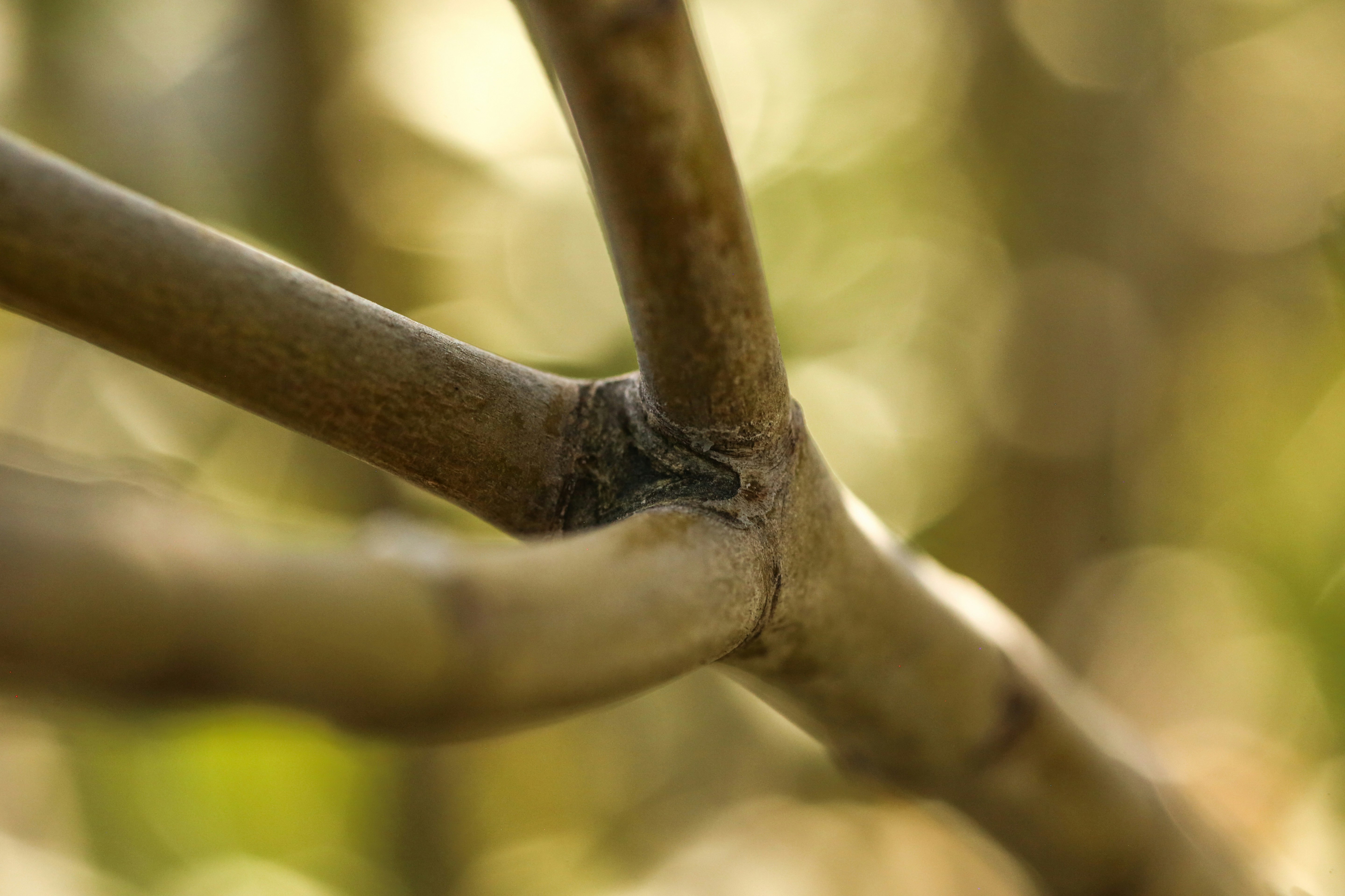 Photo by giorgiotrovato