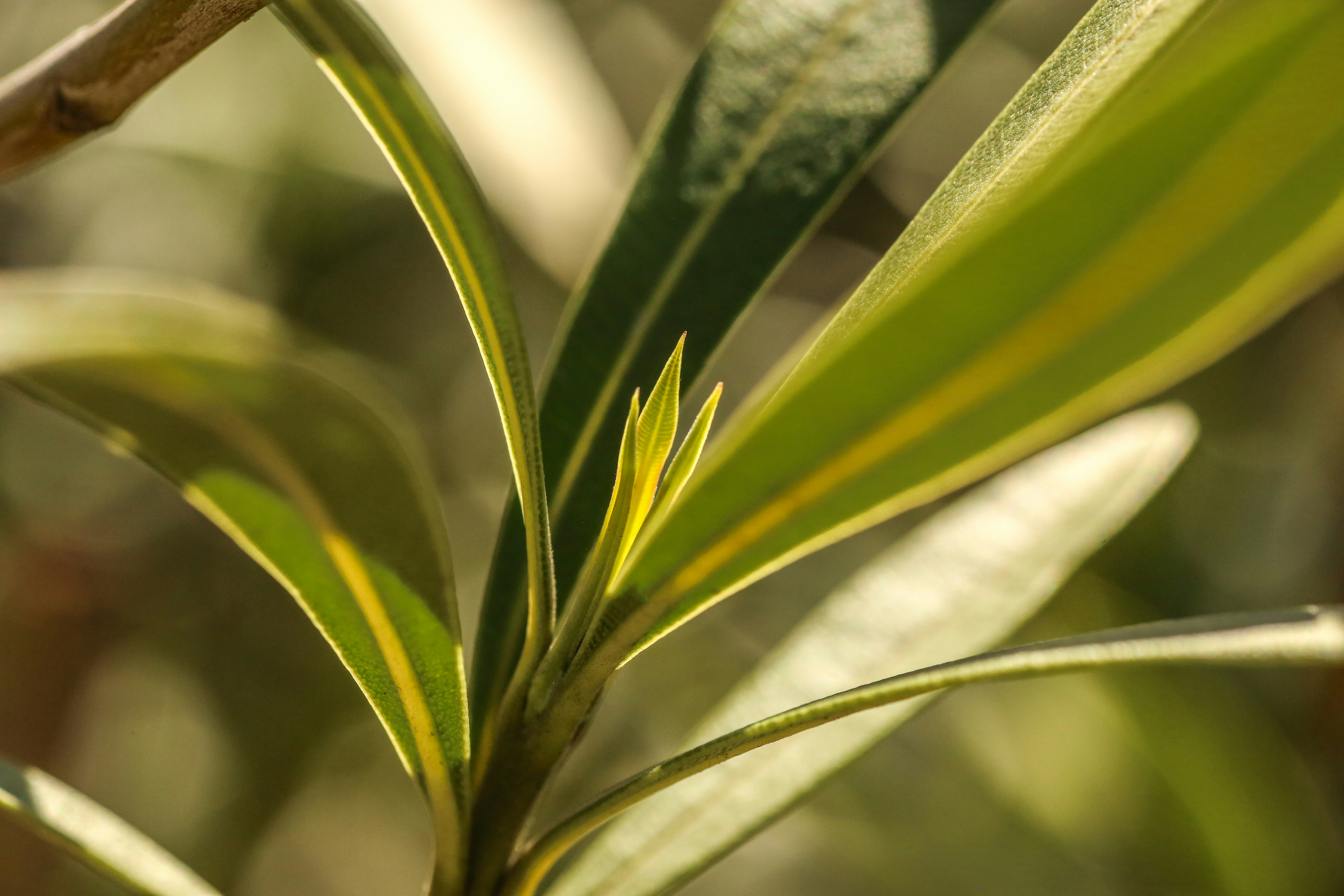 Photo by giorgiotrovato