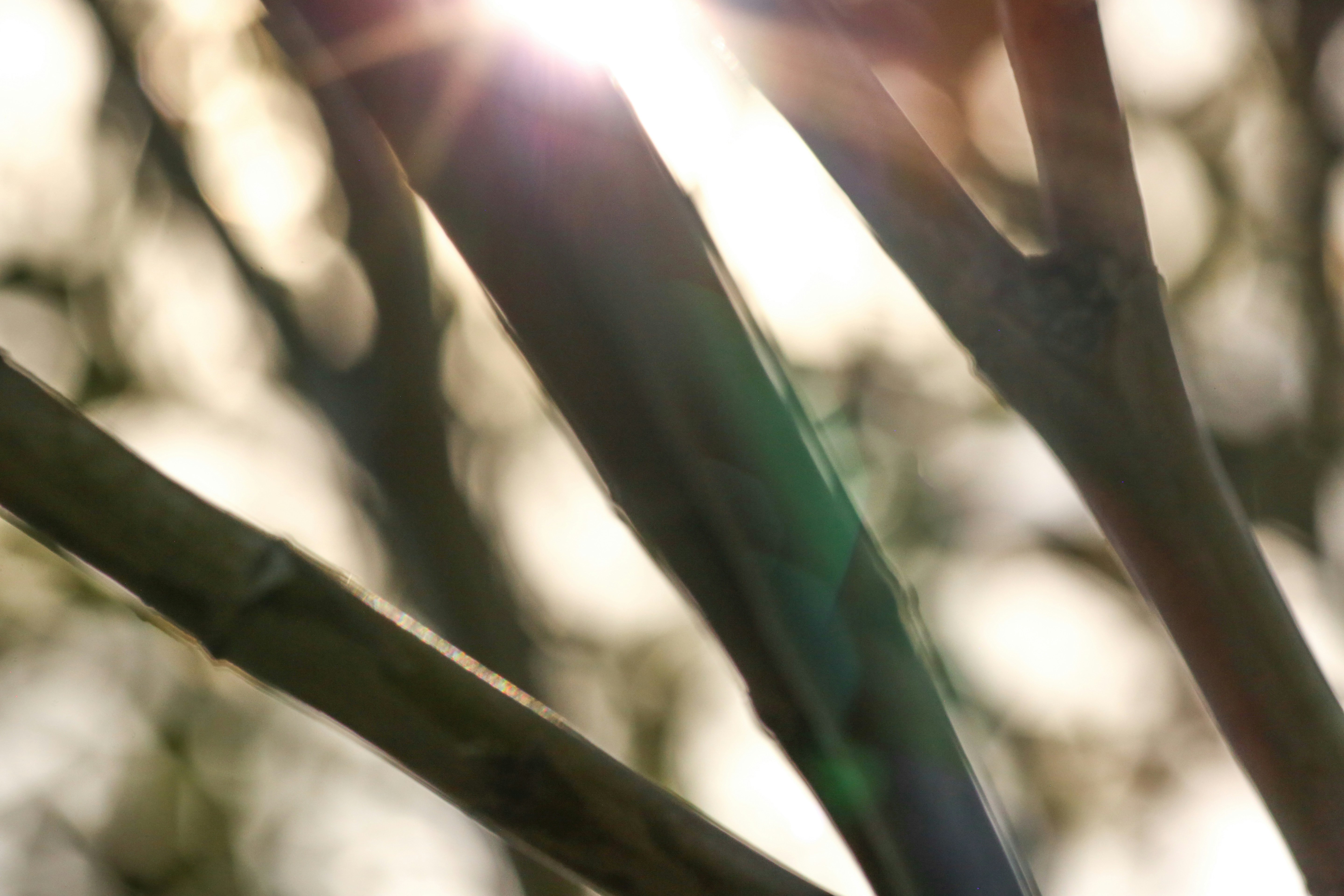 Photo by giorgiotrovato