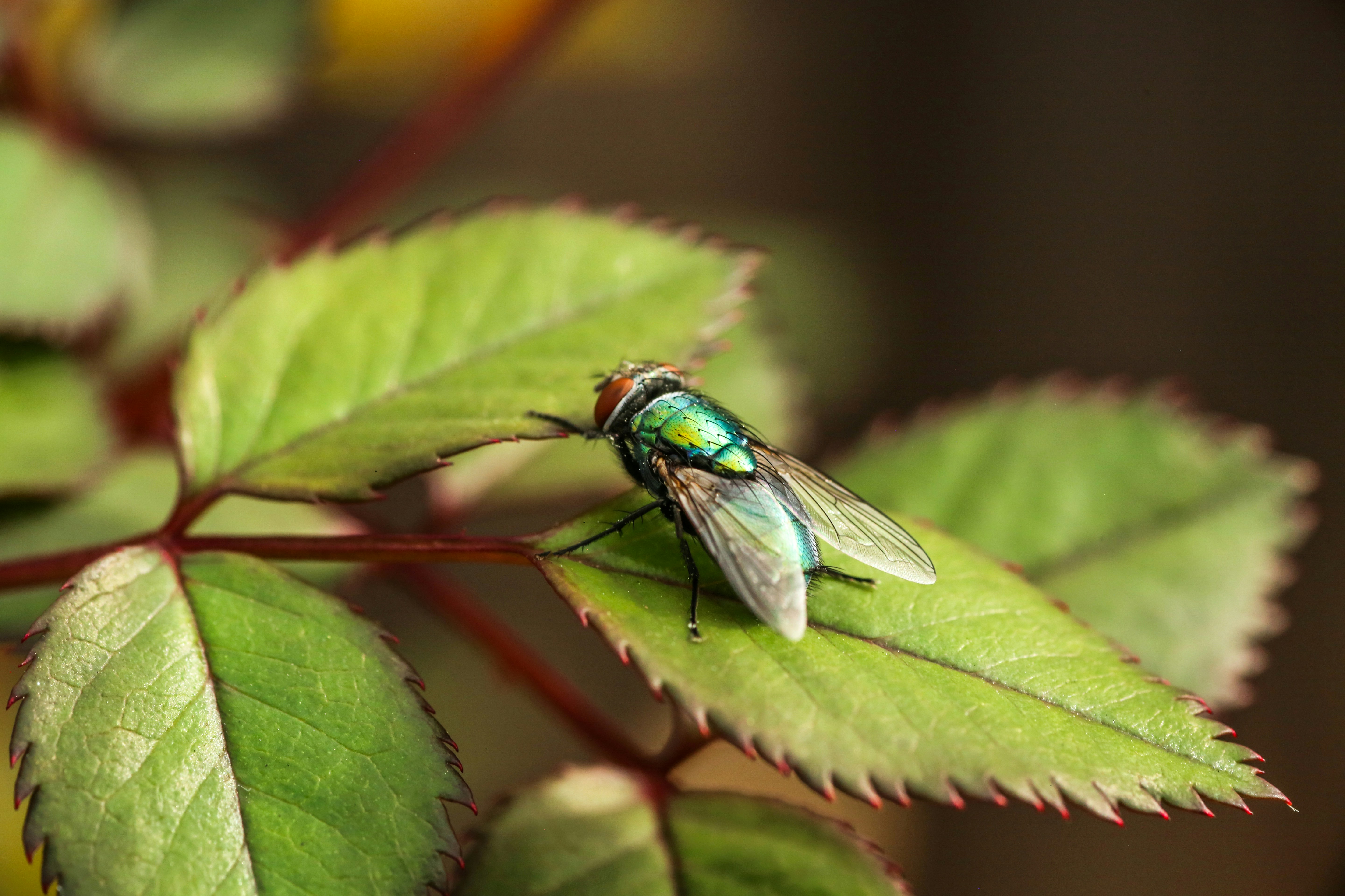 Photo by giorgiotrovato