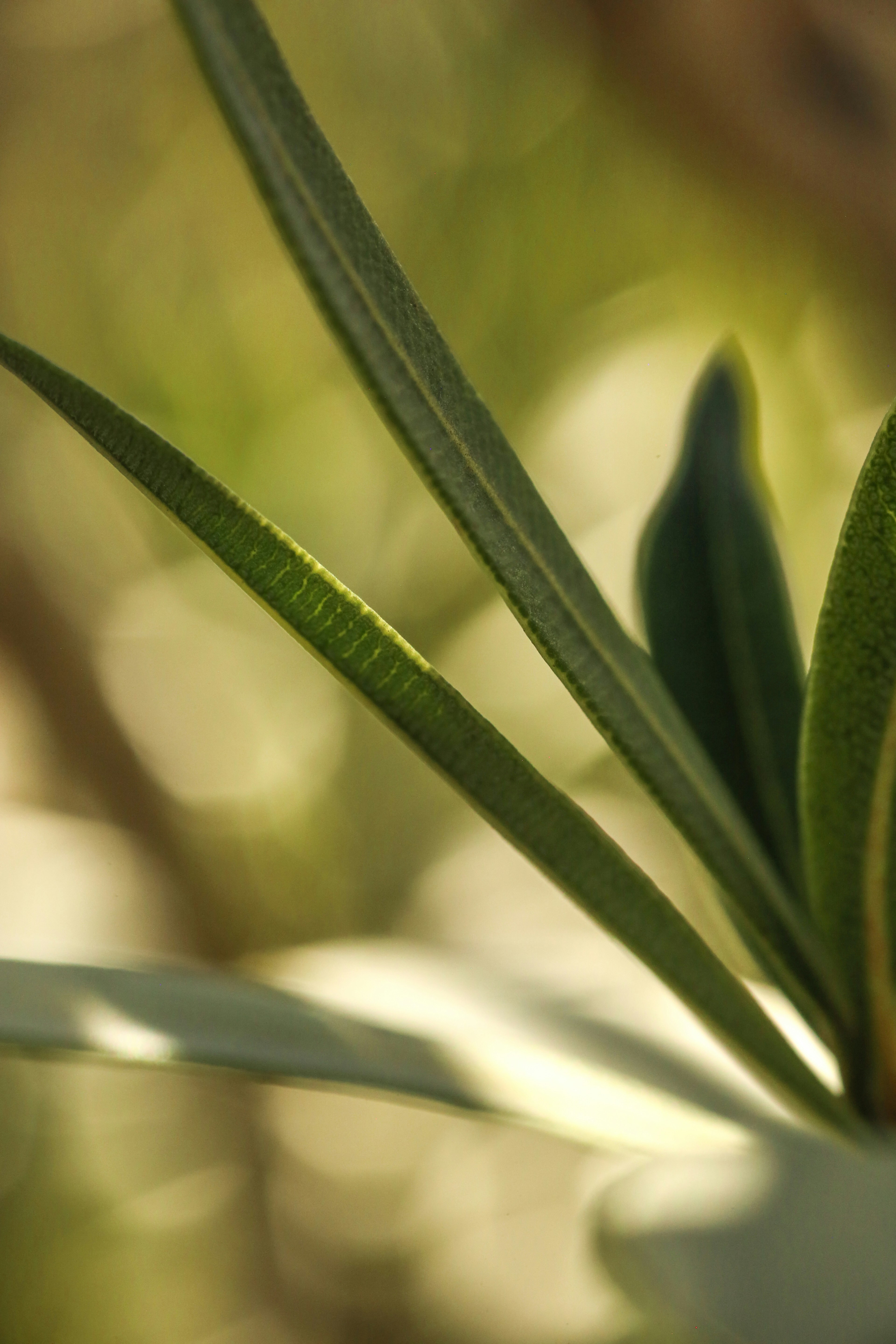 Photo by giorgiotrovato