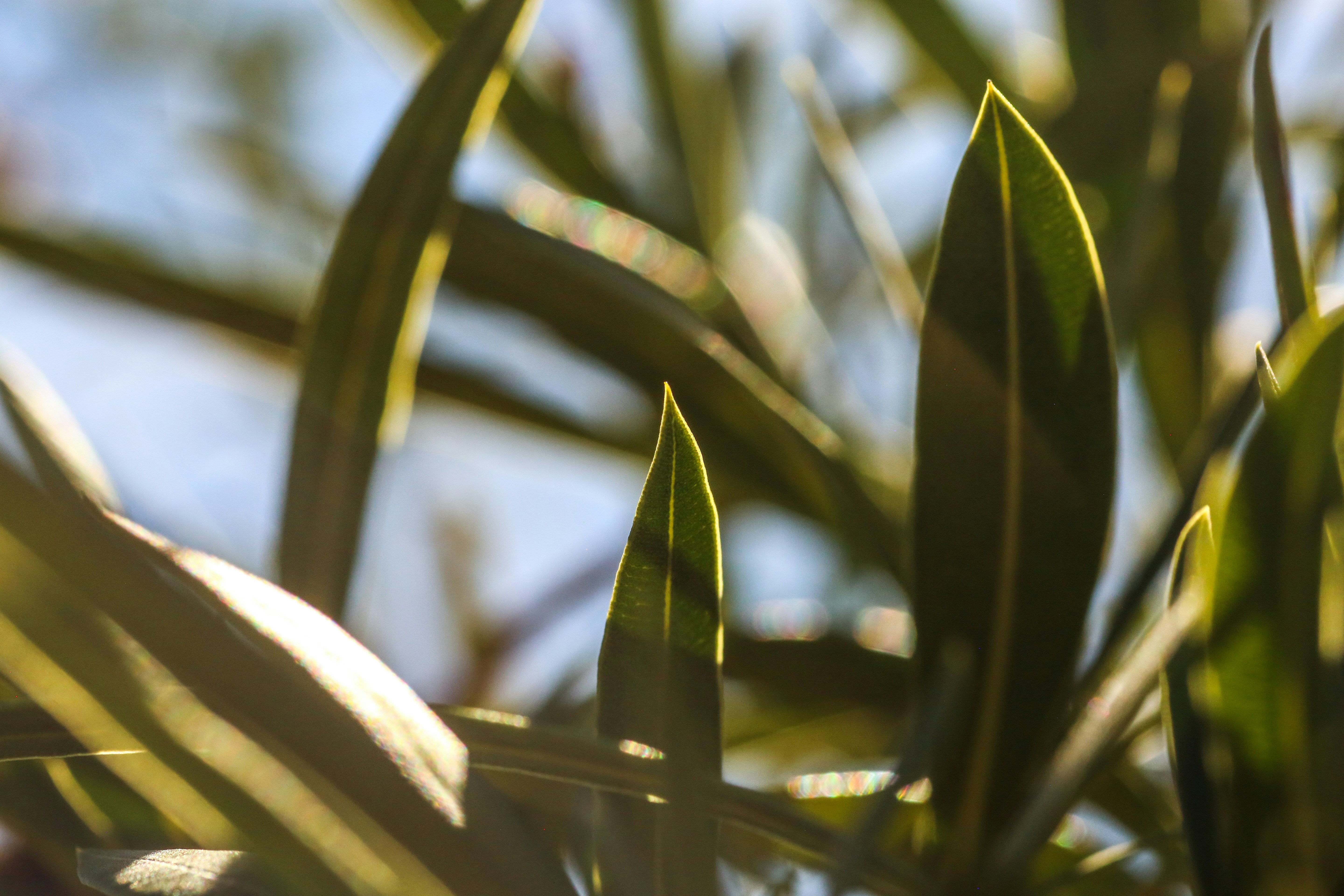 Photo by giorgiotrovato