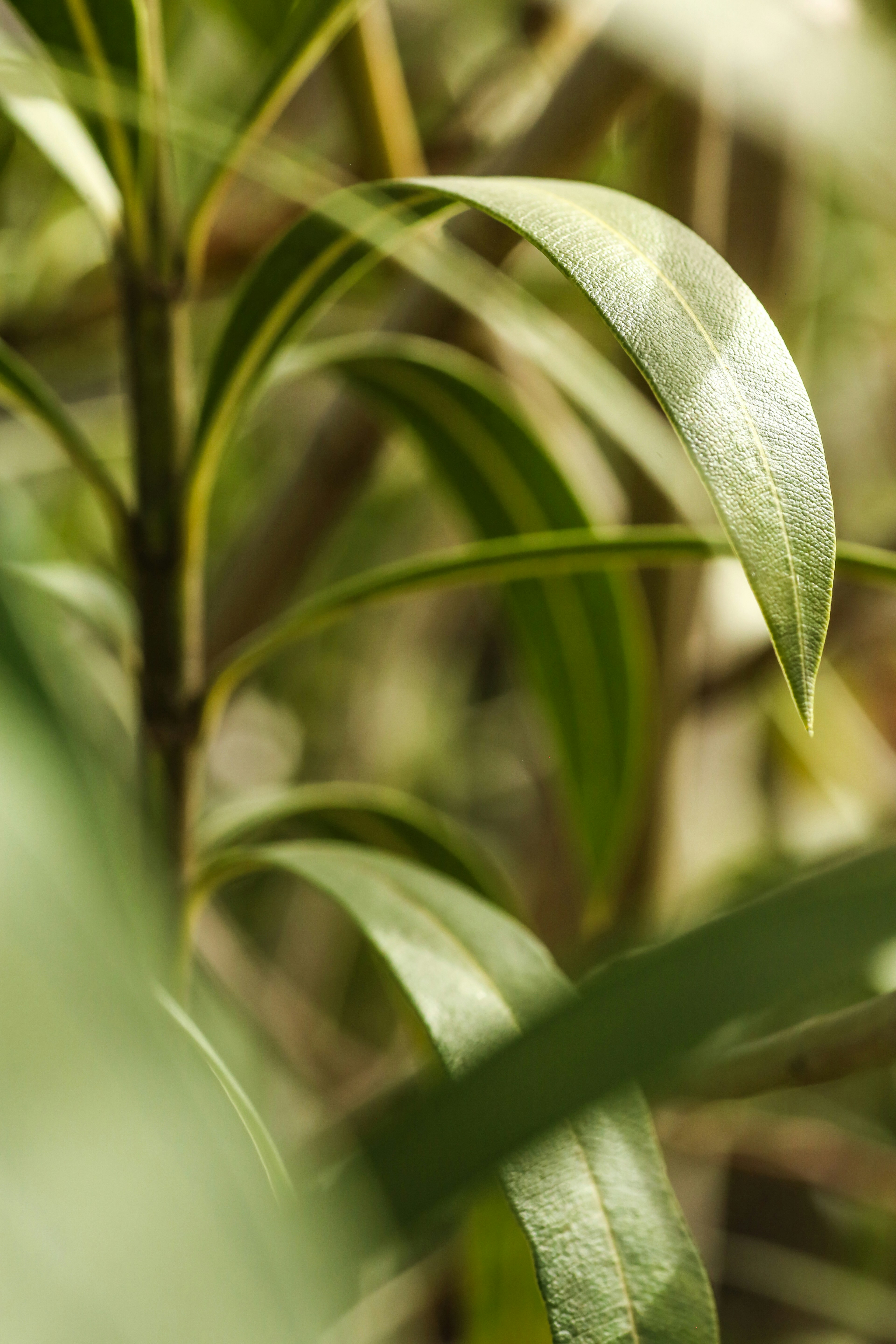 Photo by giorgiotrovato