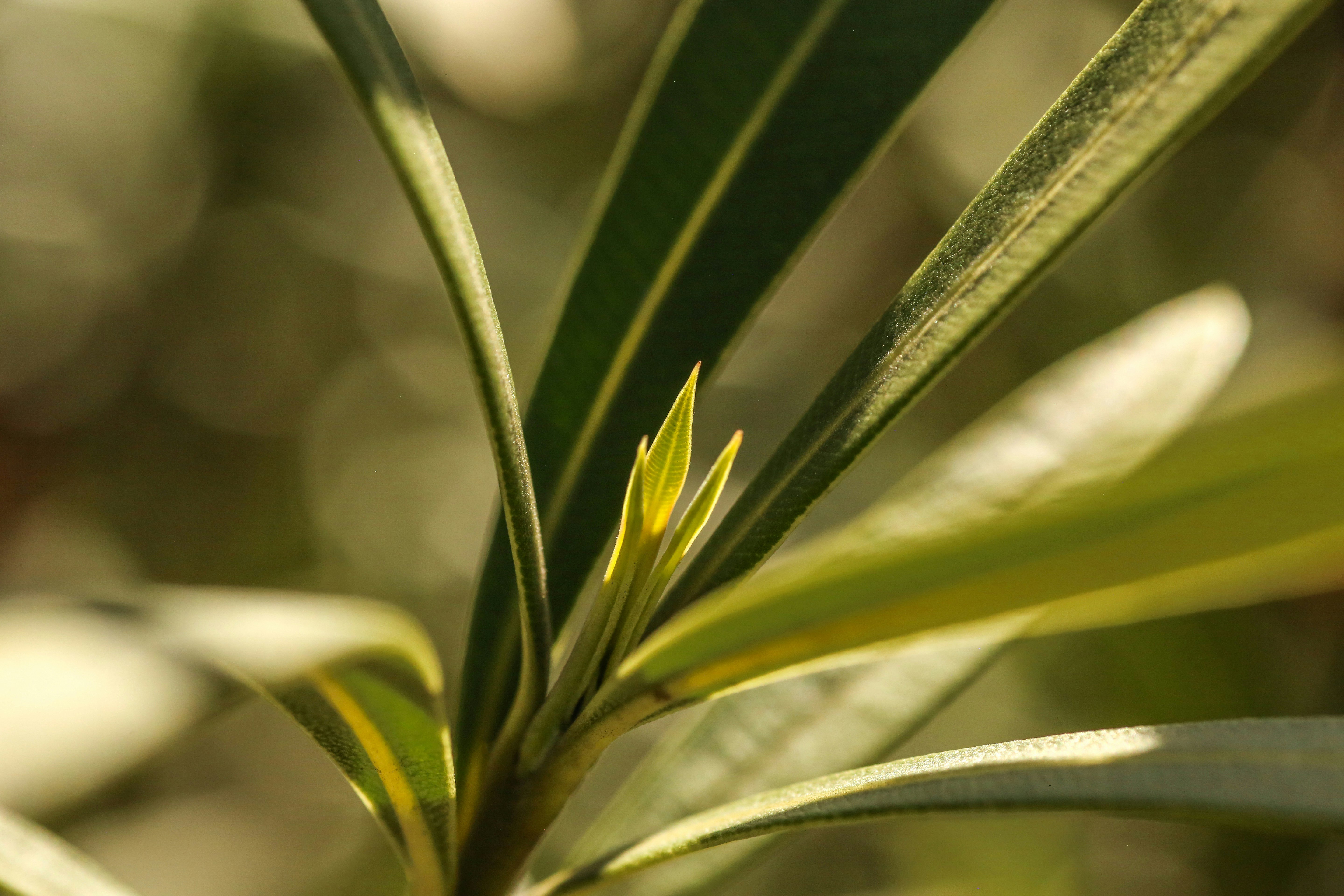 Photo by giorgiotrovato