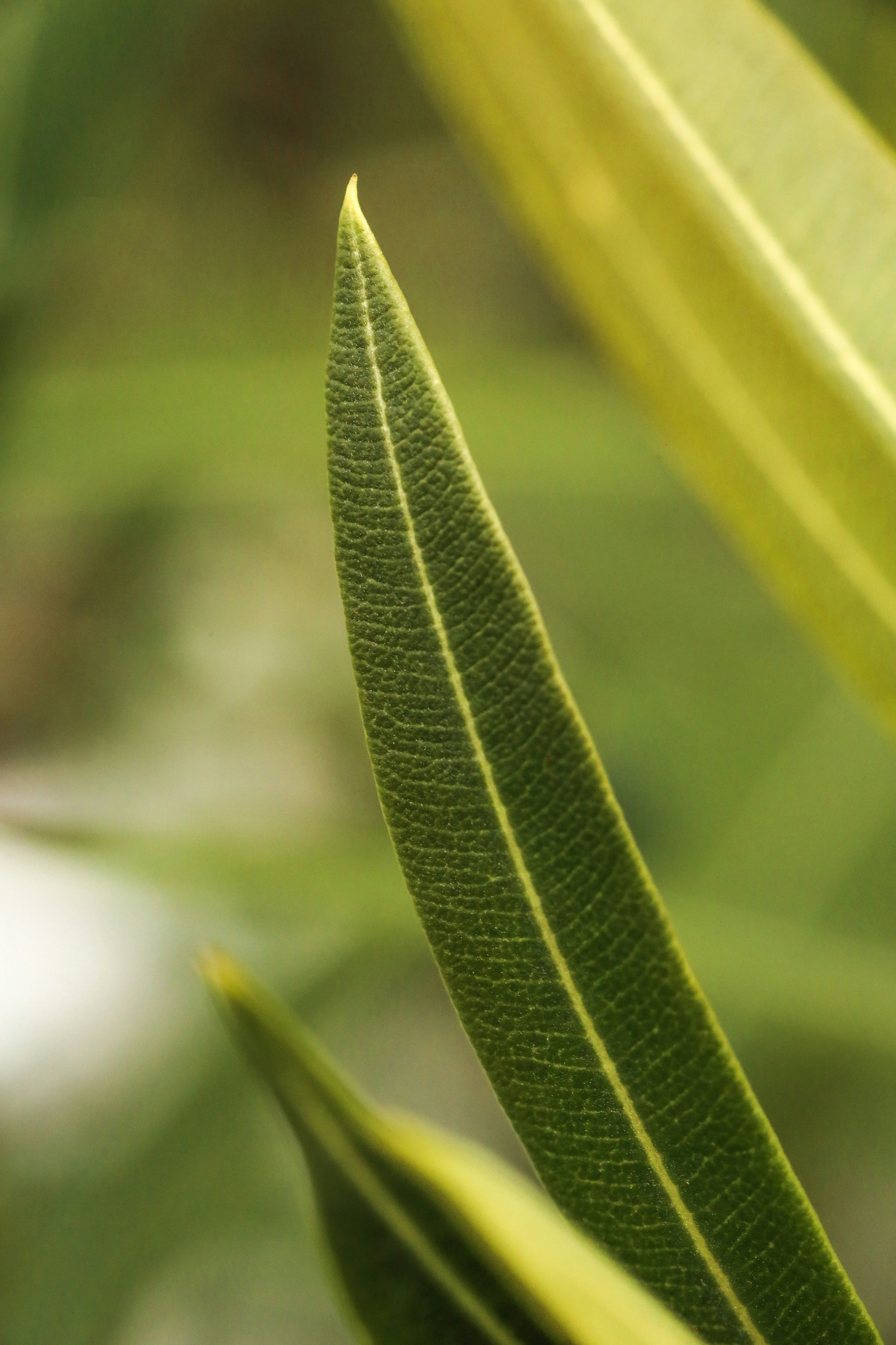 Photo by giorgiotrovato