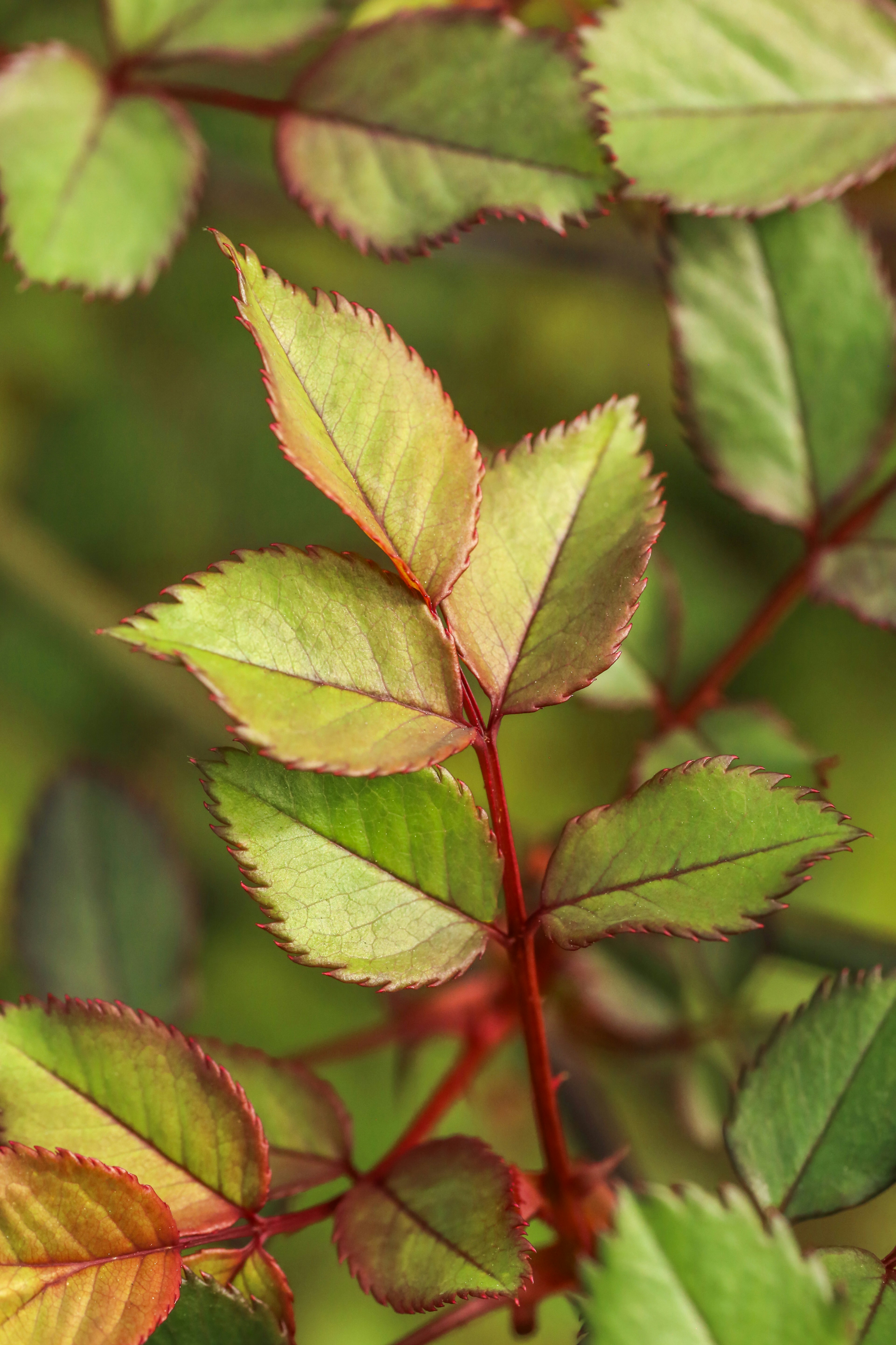 Photo by giorgiotrovato