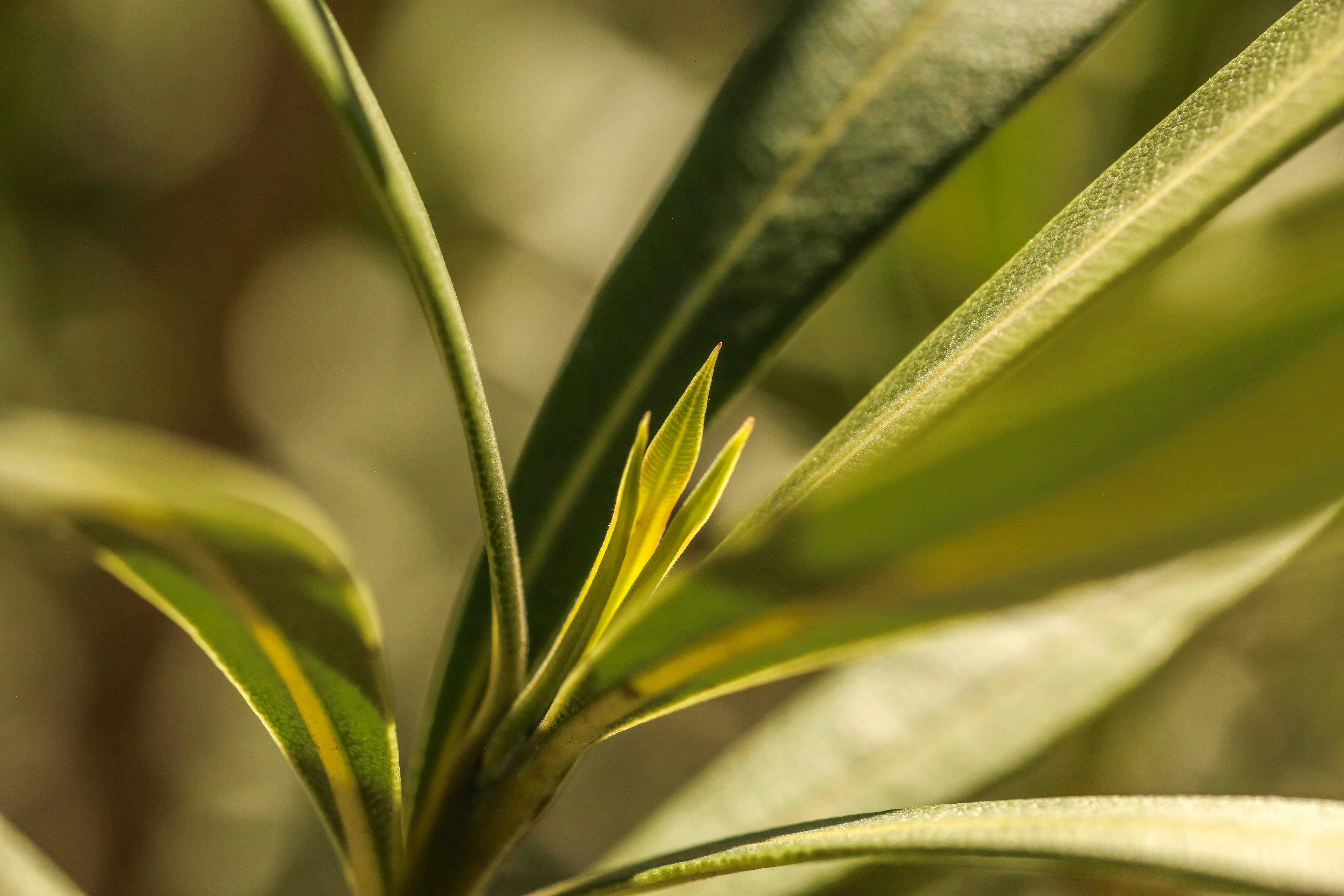 Photo by giorgiotrovato