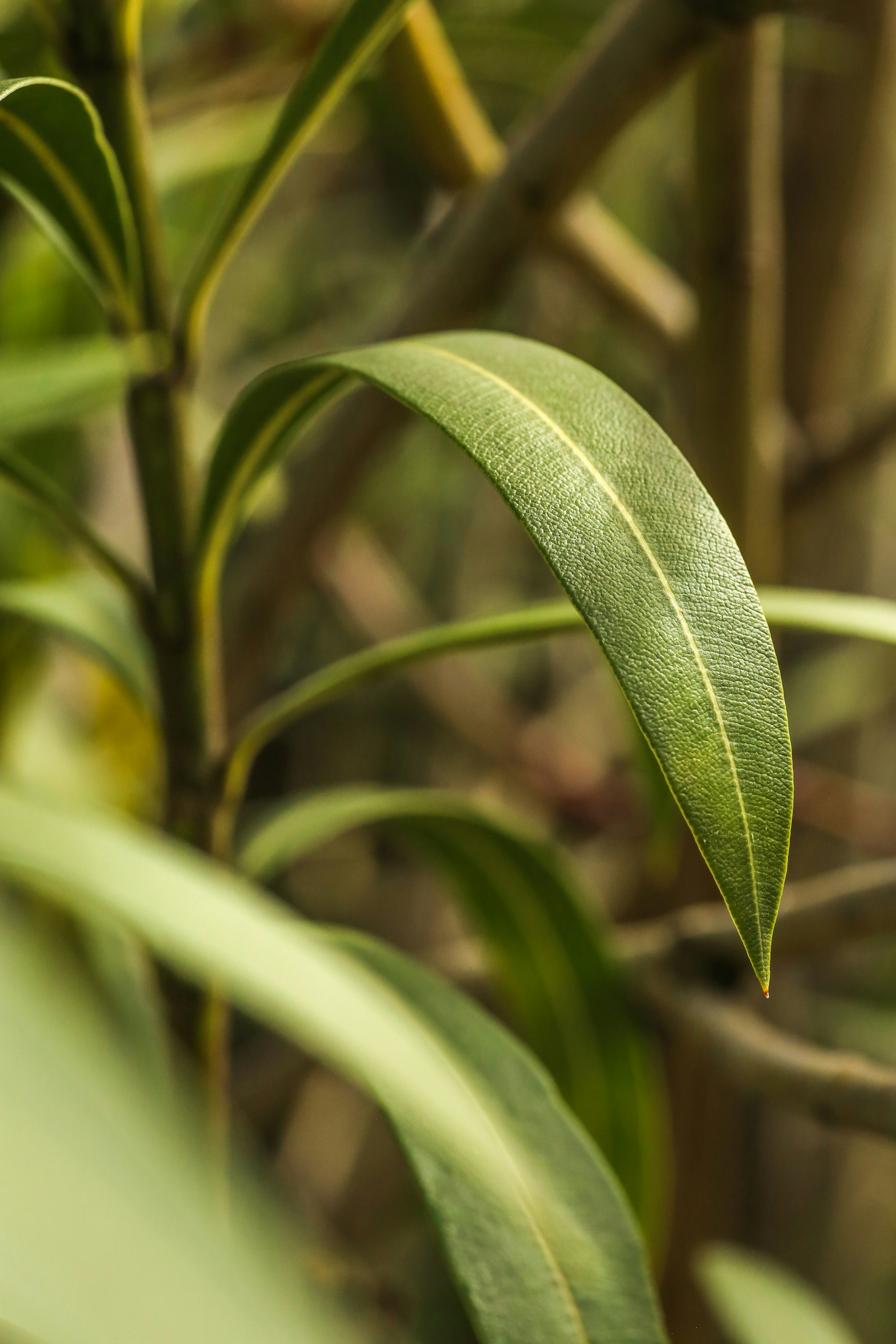 Photo by giorgiotrovato