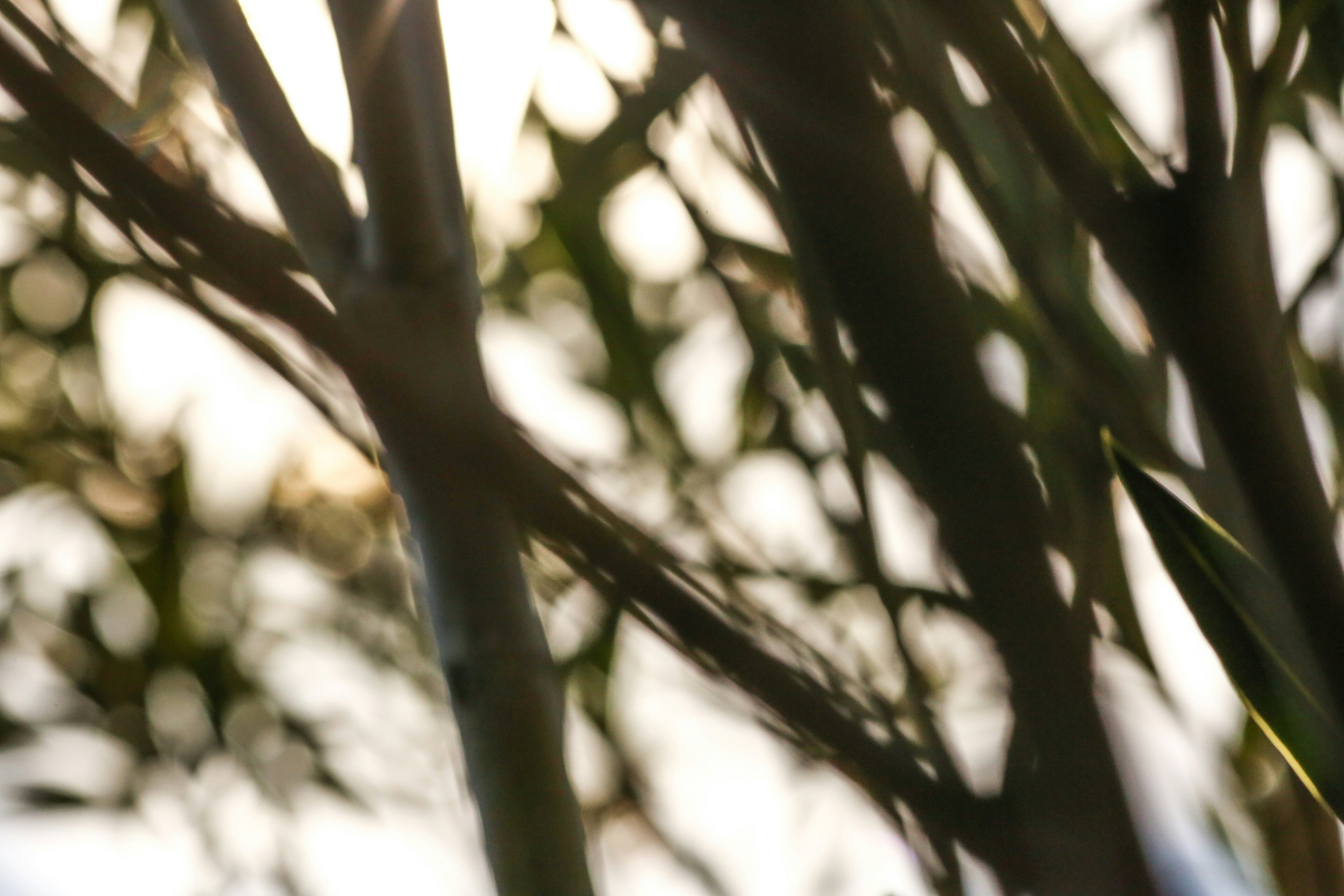 Photo by giorgiotrovato