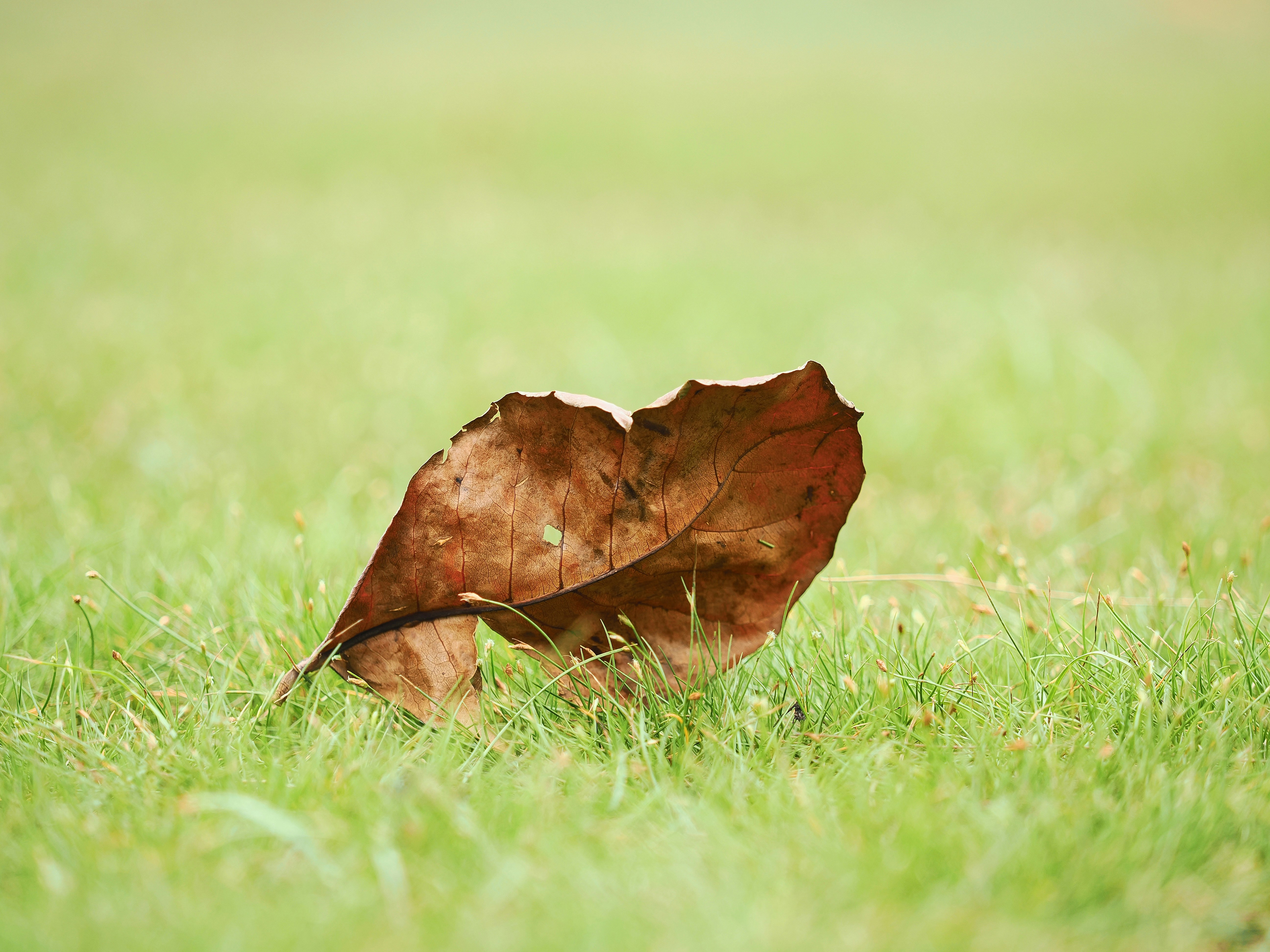 A single brown leaf rests on green grass