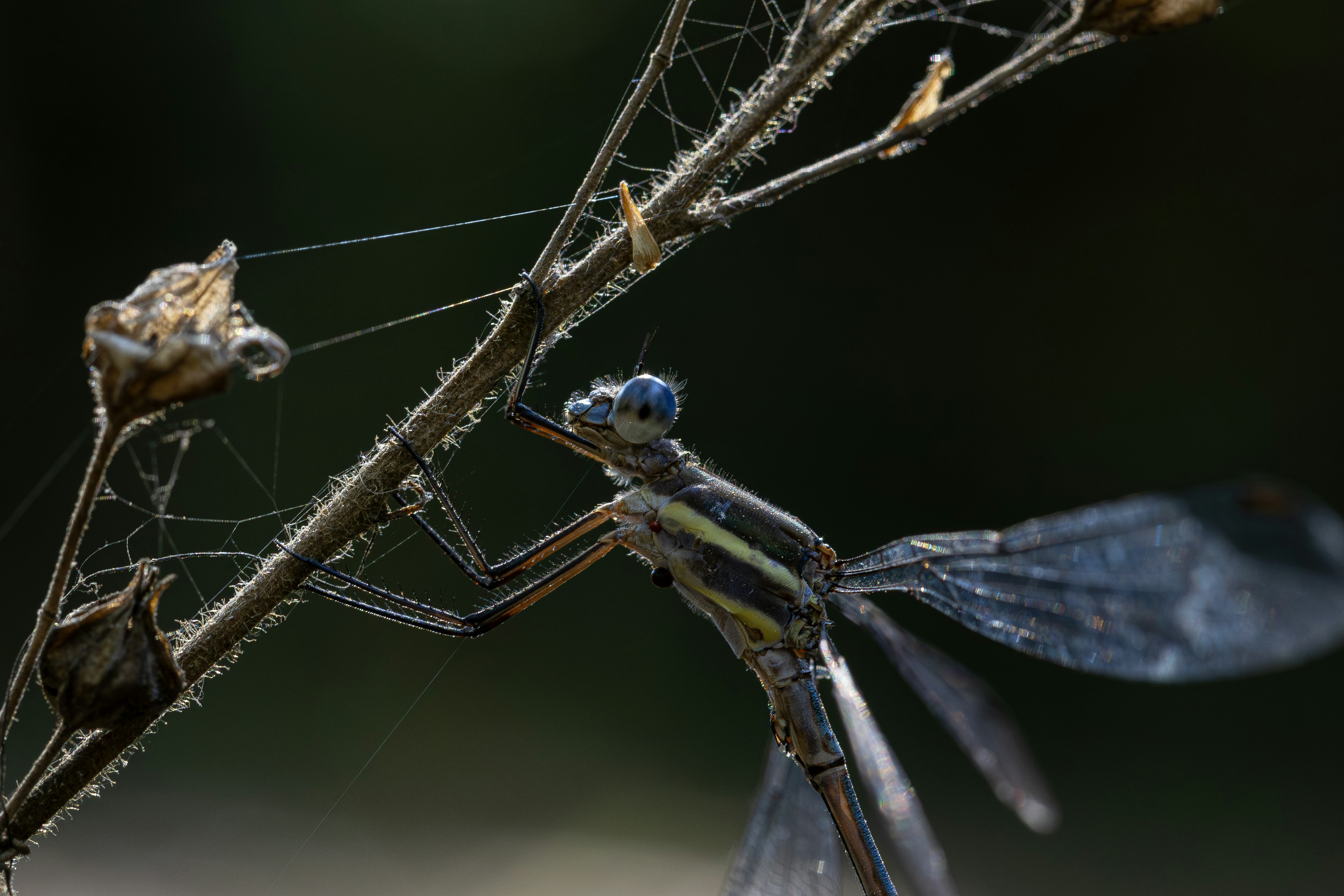 Una libeliña descansa sobre una ramita seca con telarañas.