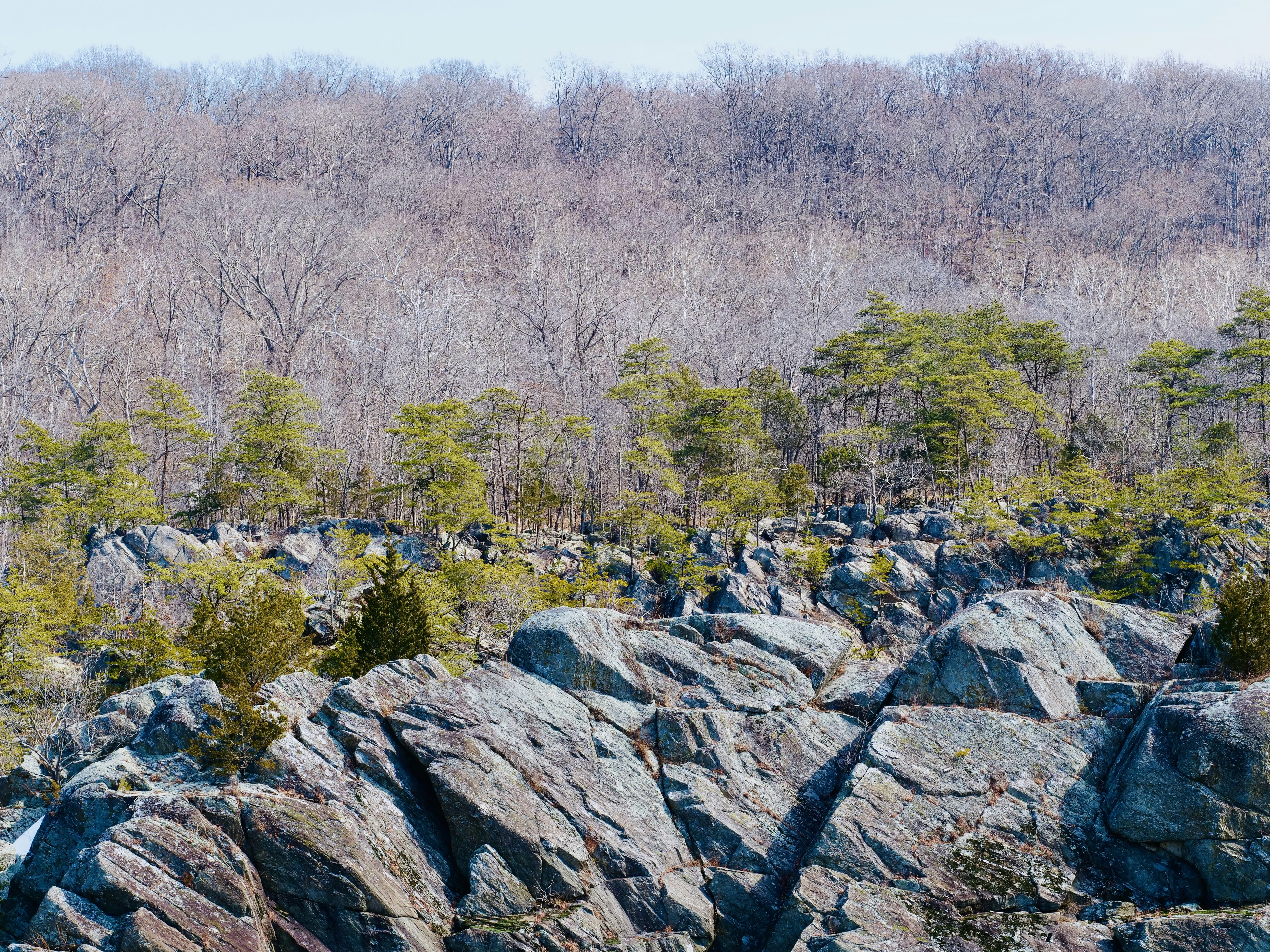 Felsiges Gelände mit spärlichen Bäumen und entferntem Wald
