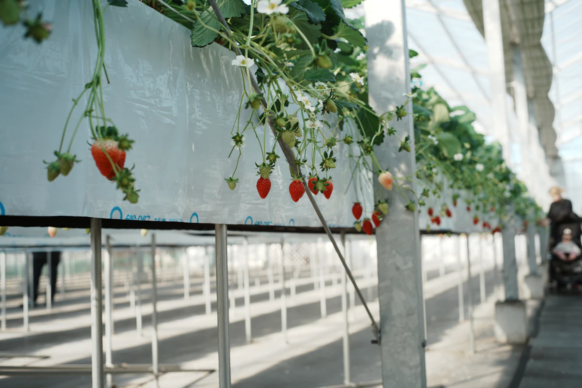 Strawberries in modern greenhouse farm