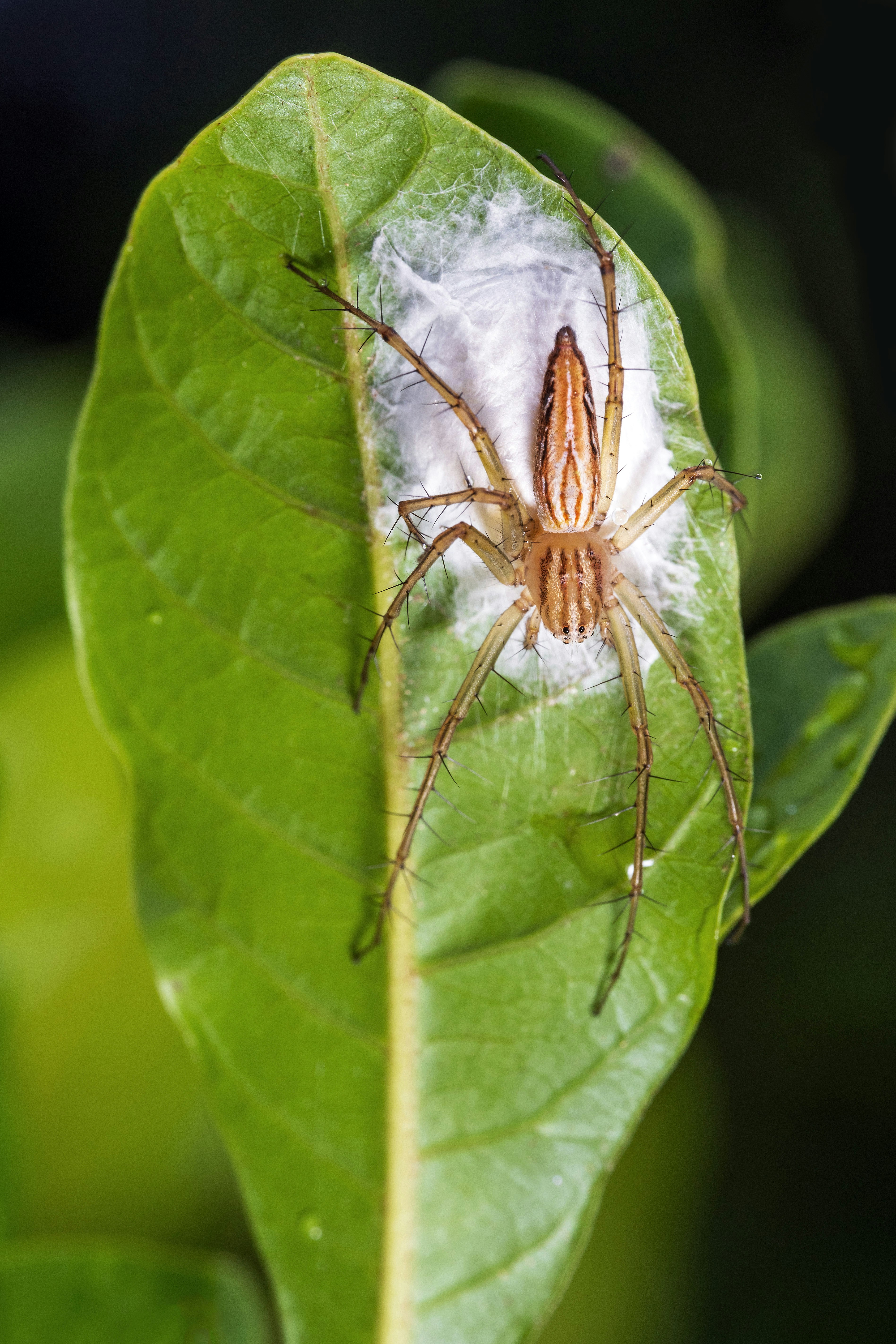 A long-legged spider on a green leaf with egg sac