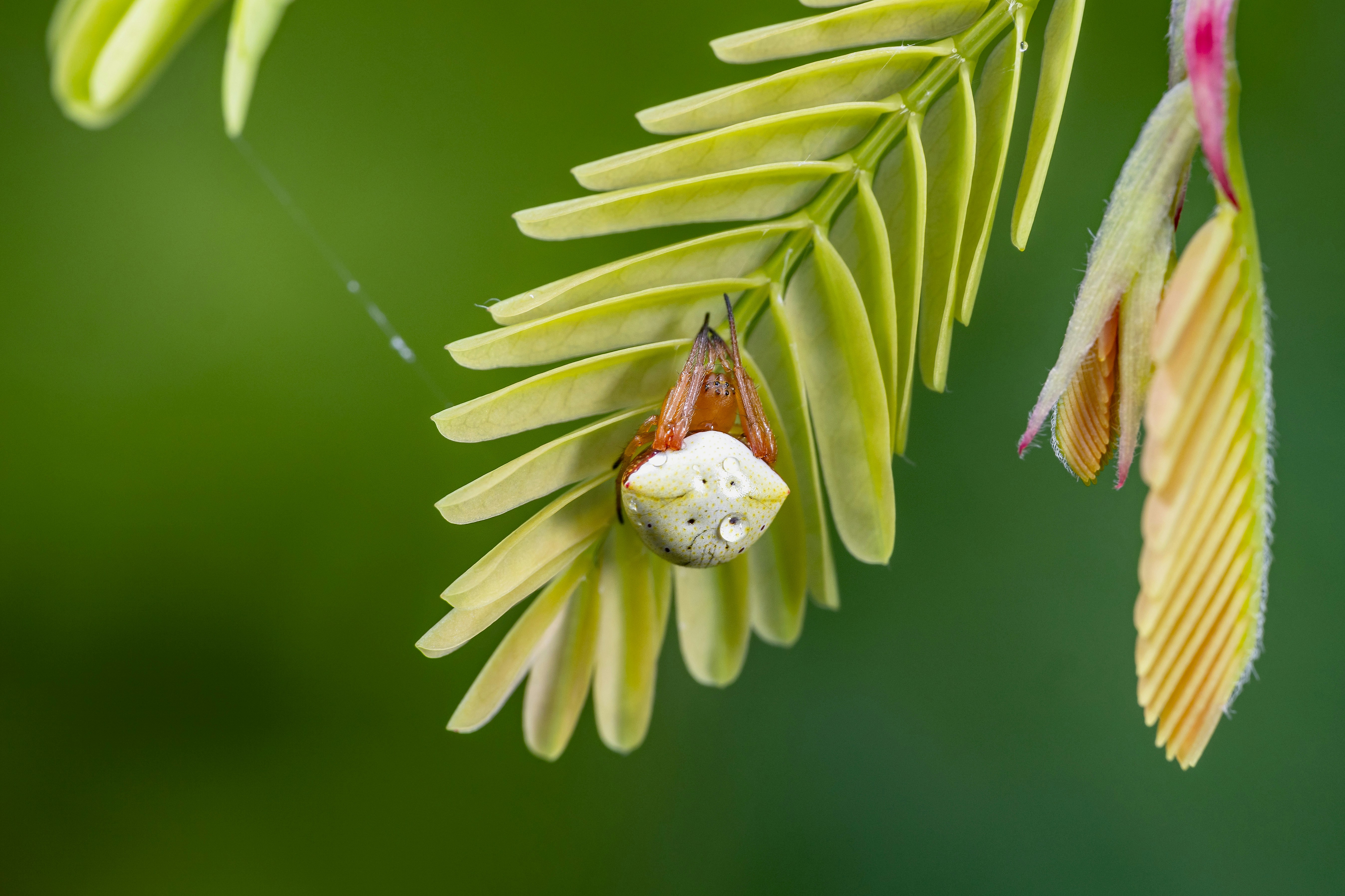 A spiny orb-weaver spider hangs from a green leaf.