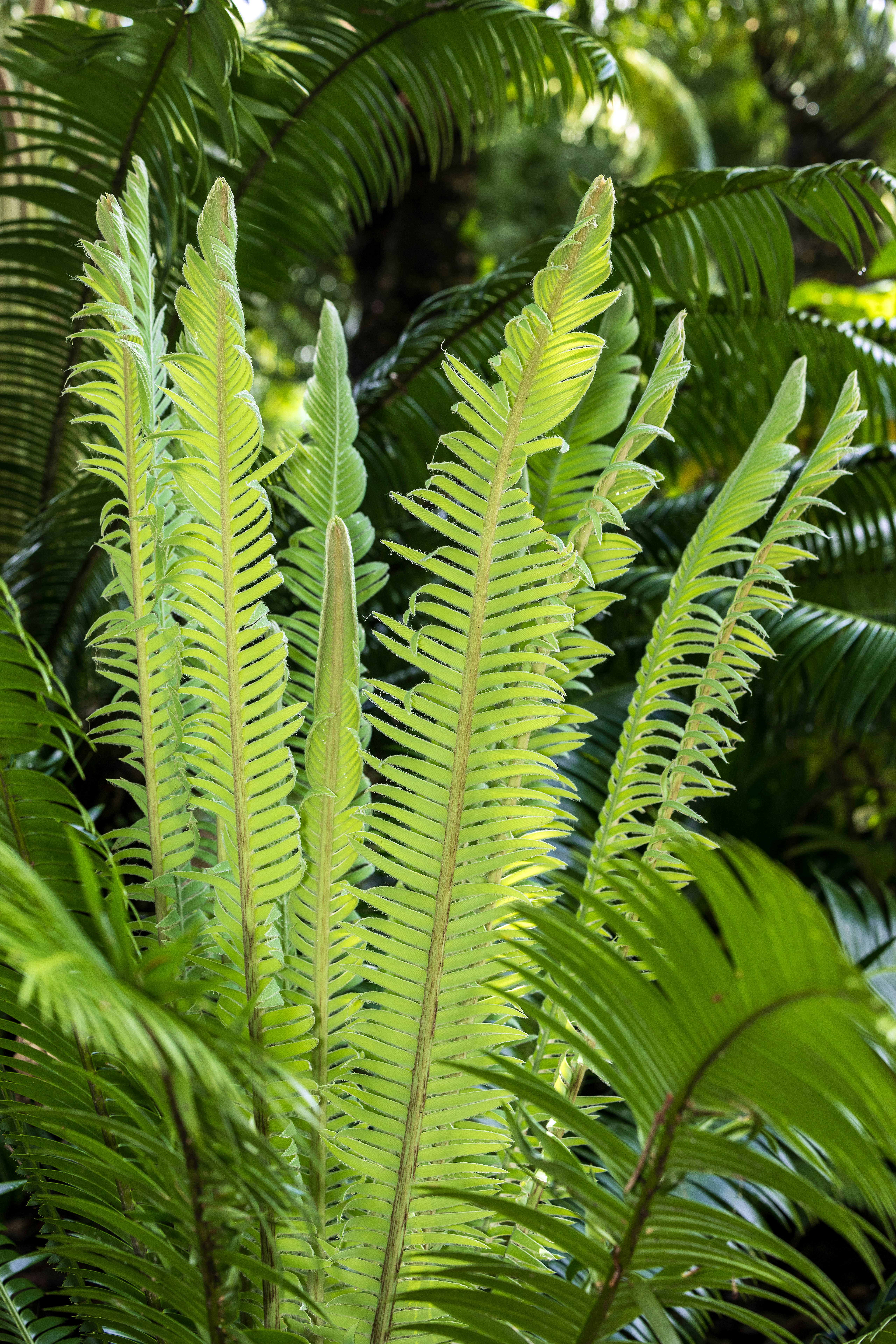 Bright green fern fronds unfurling in sunlight.