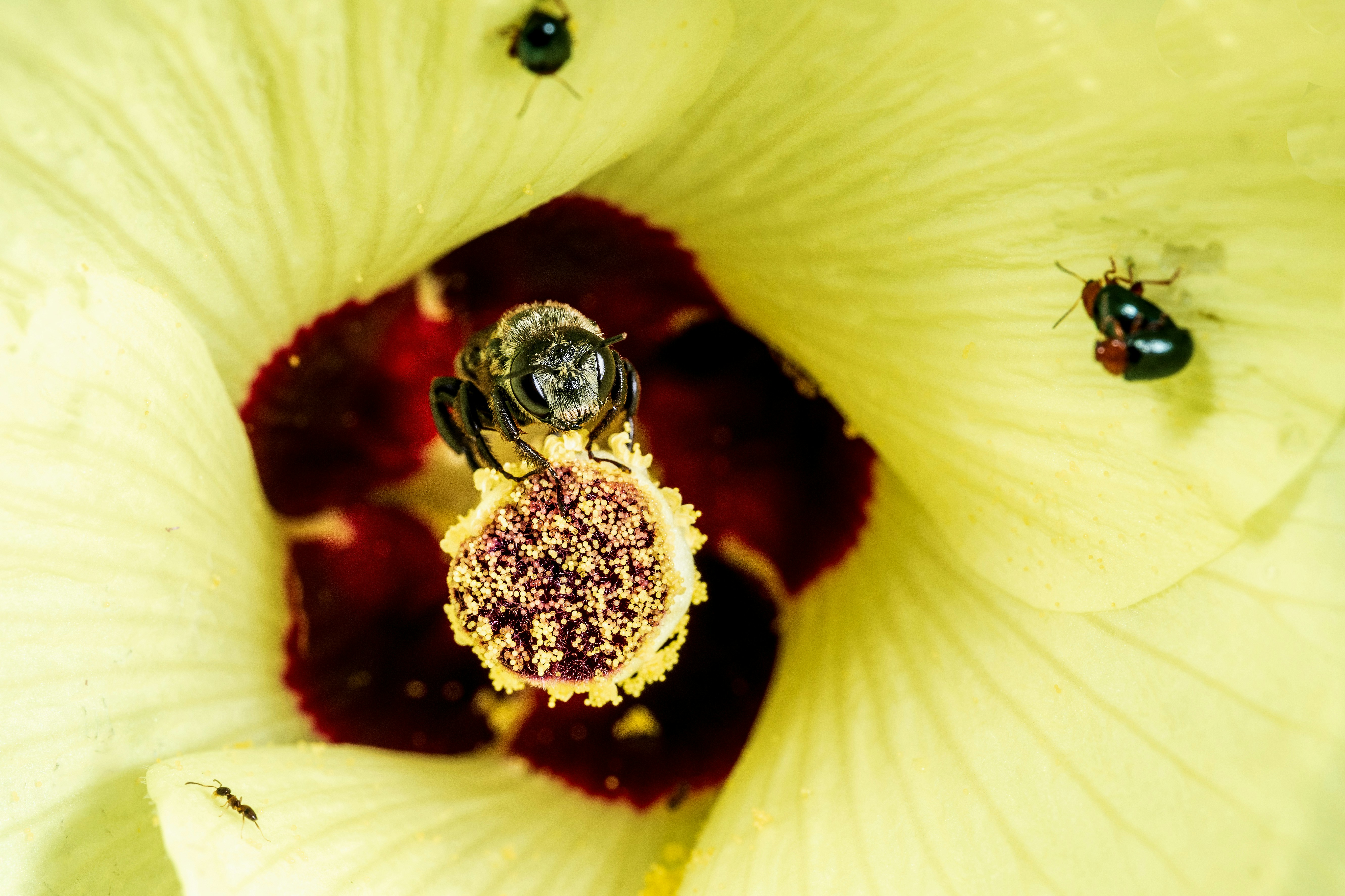 Bee and insects on a yellow flower