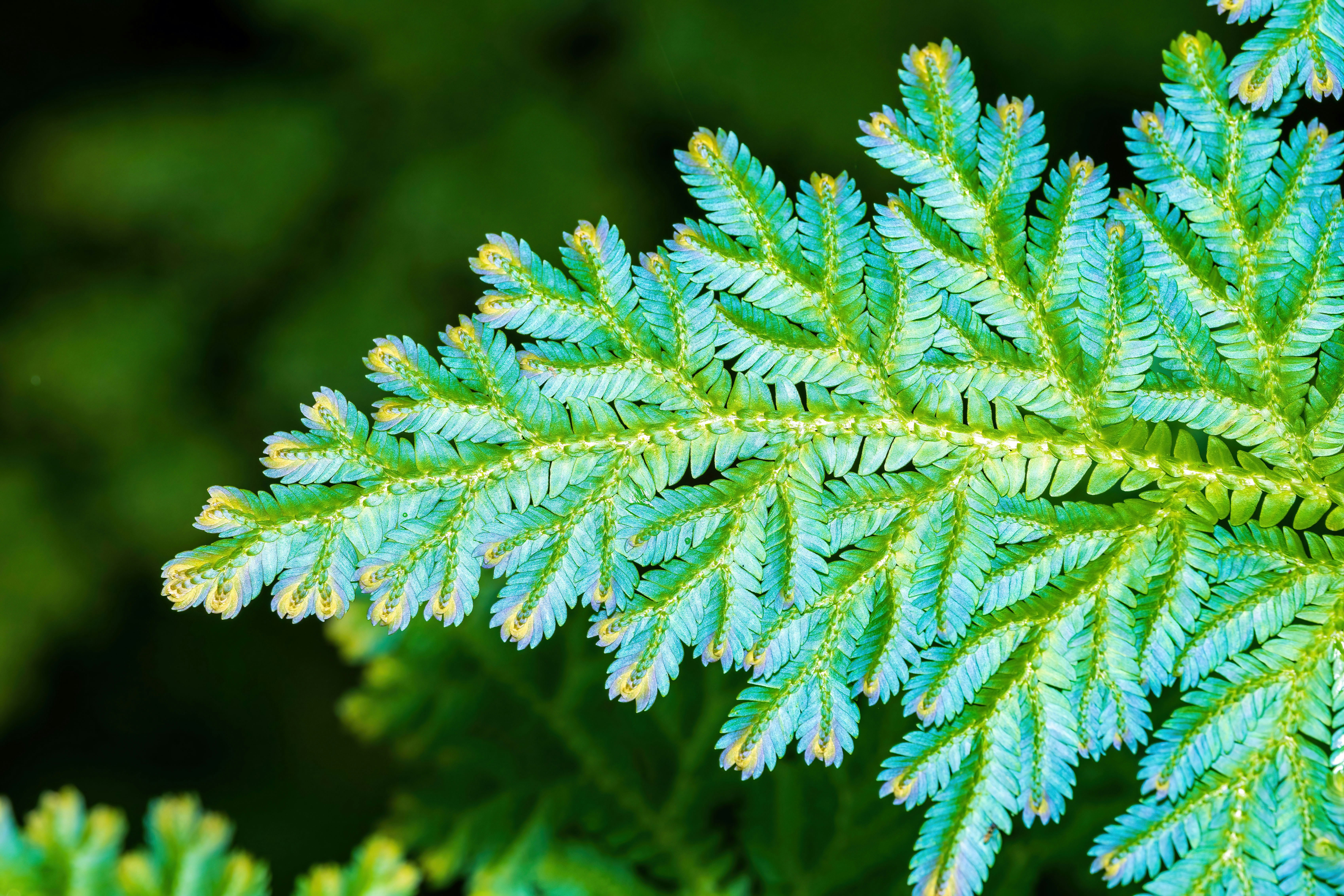 Close-up of a vibrant blue-green fern leaf