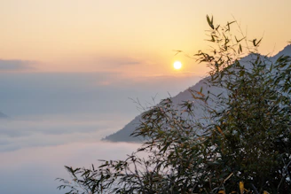 Sunrise over misty mountains with bamboo in foreground