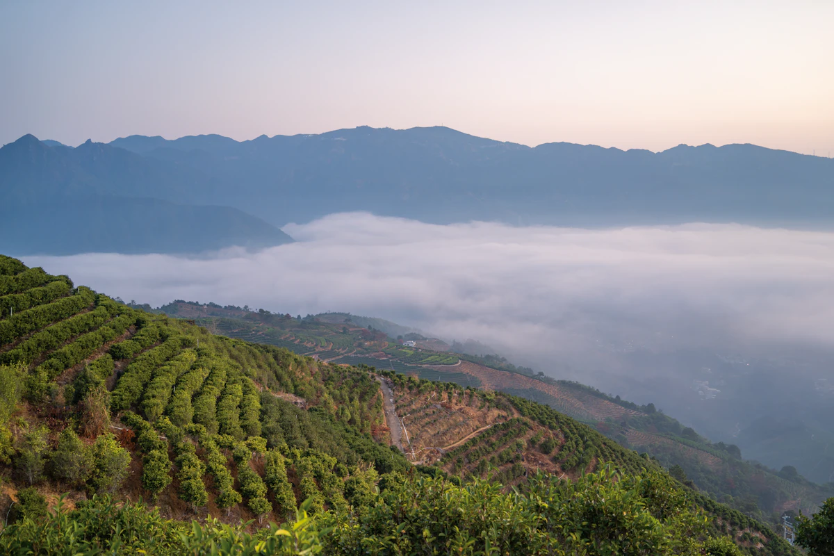Hamparan kebun teh di perbukitan berkabut