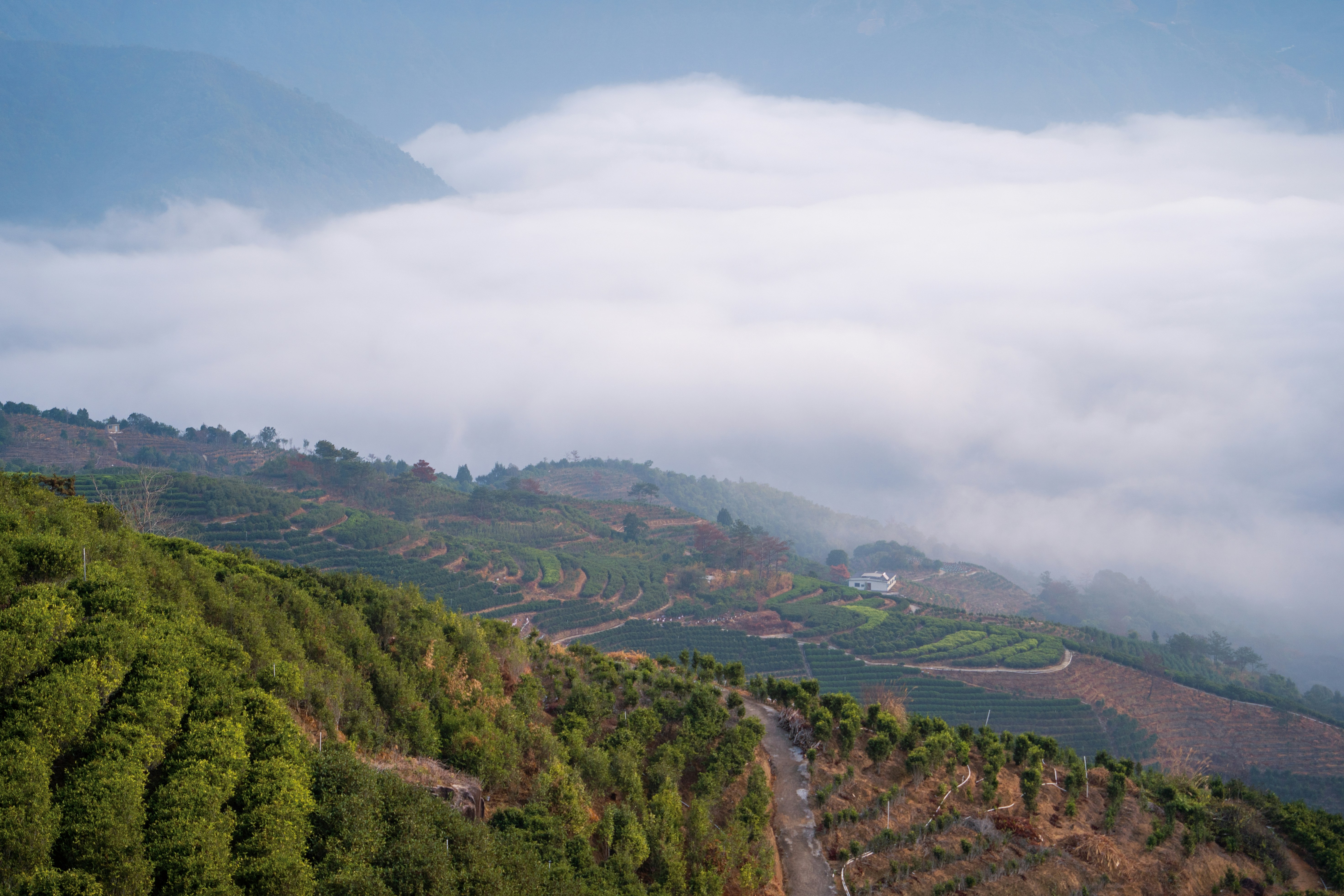 Misty mountains with terraced fields and lush green trees