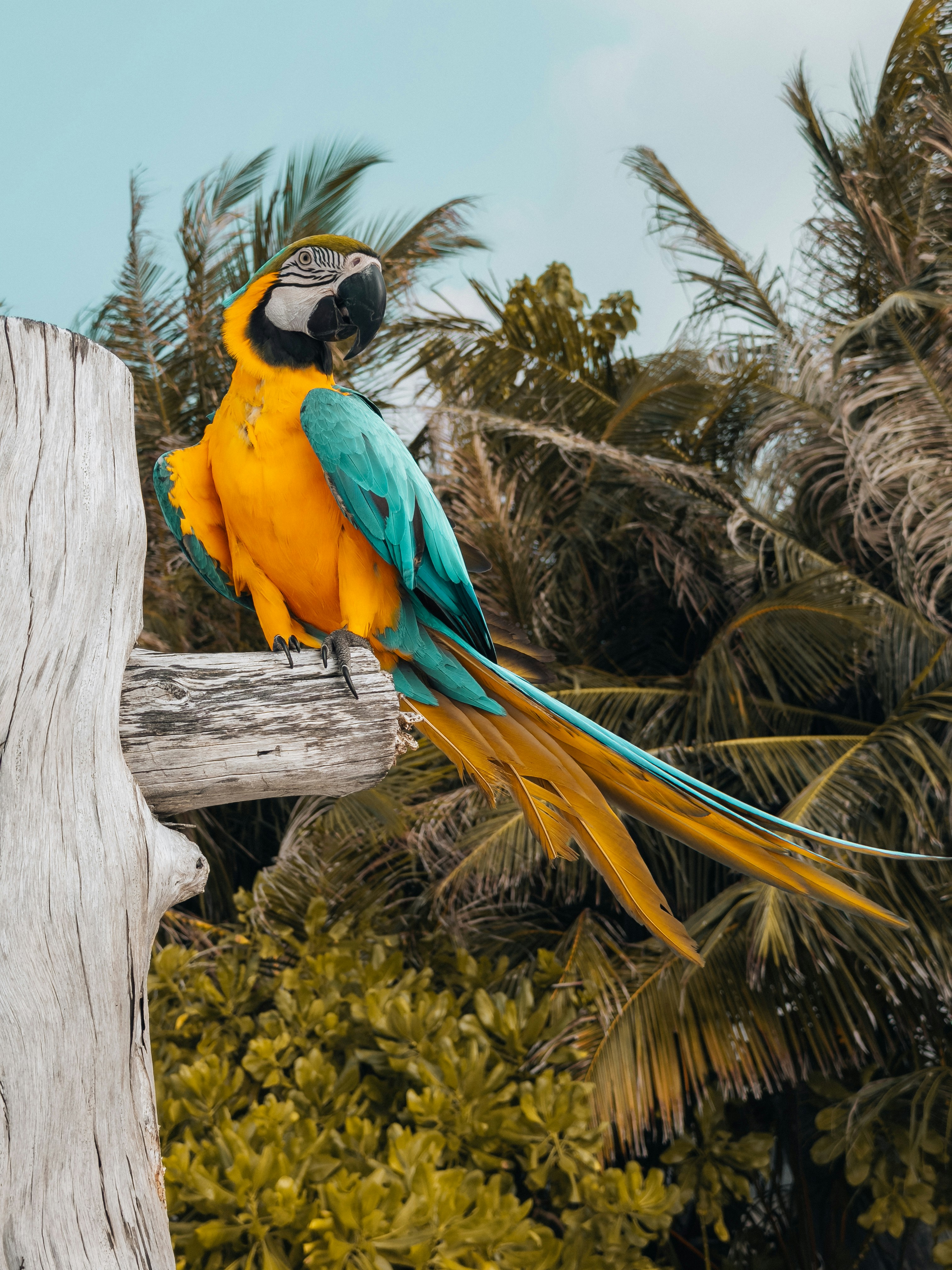 A colorful macaw parrot perched on a wooden branch.