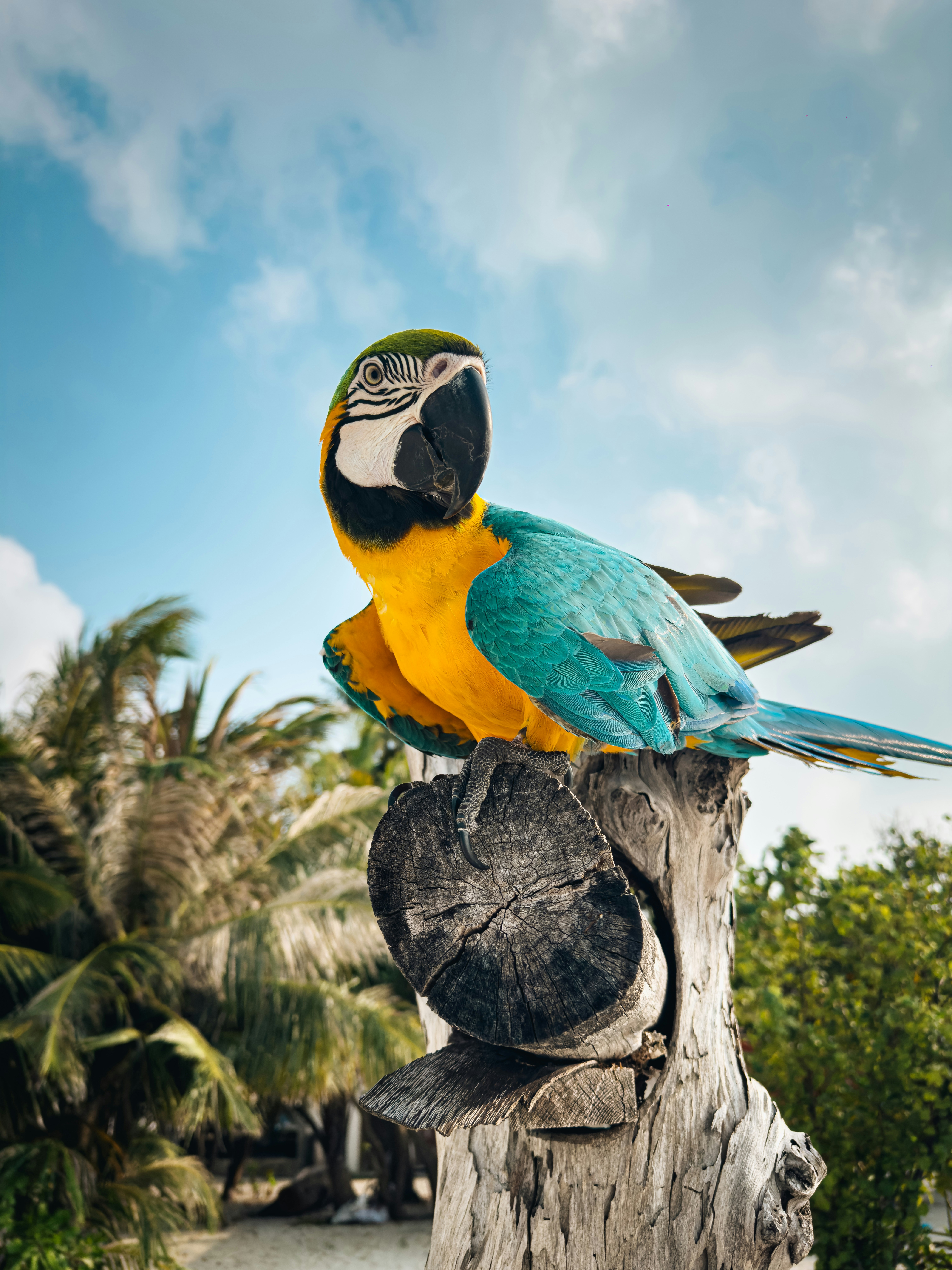 A blue and yellow macaw parrot perched on a log.