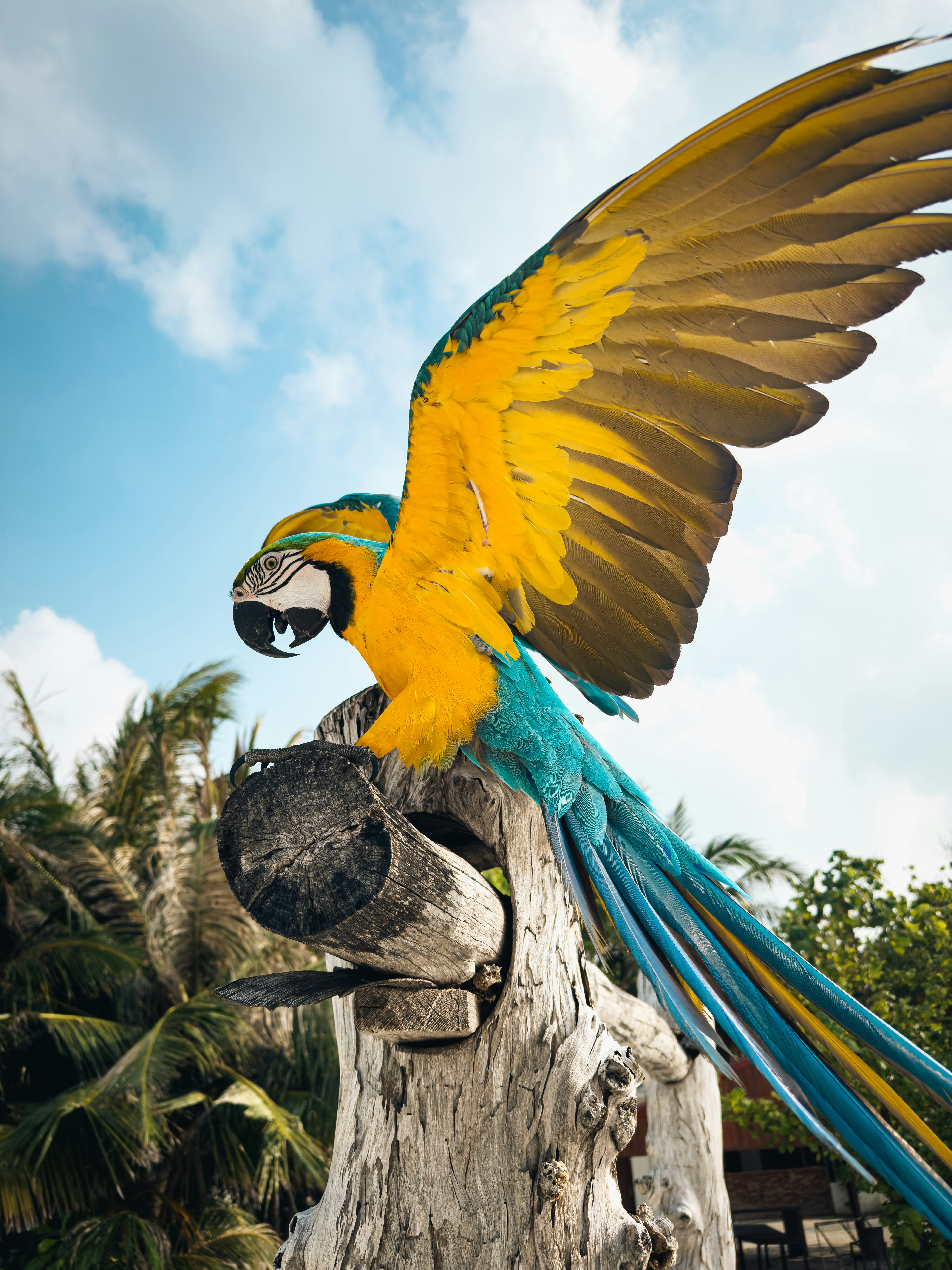 A colorful macaw parrot perched on a log