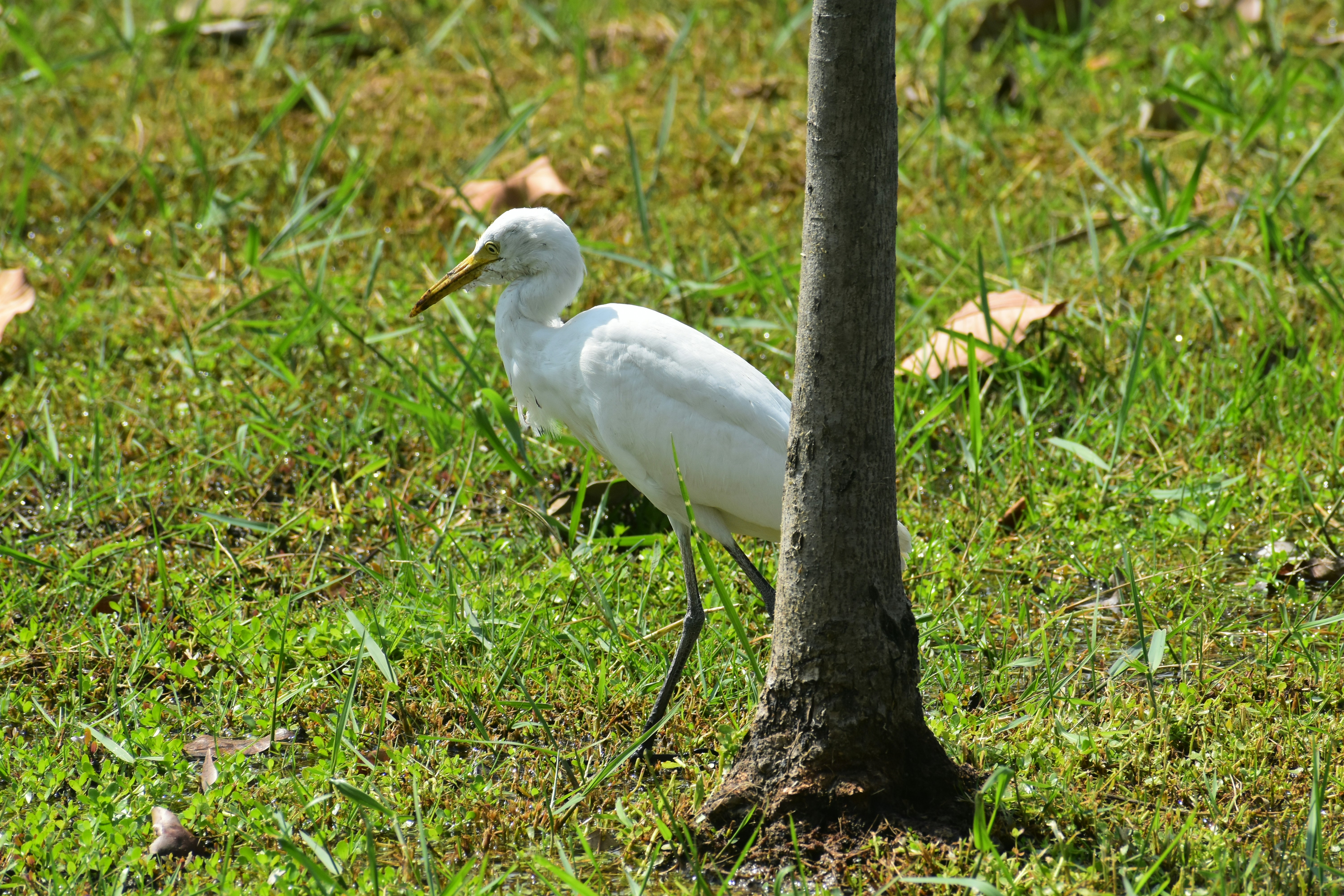 Ein Silberreiher läuft durch grünes Gras in der Nähe eines Baumes.