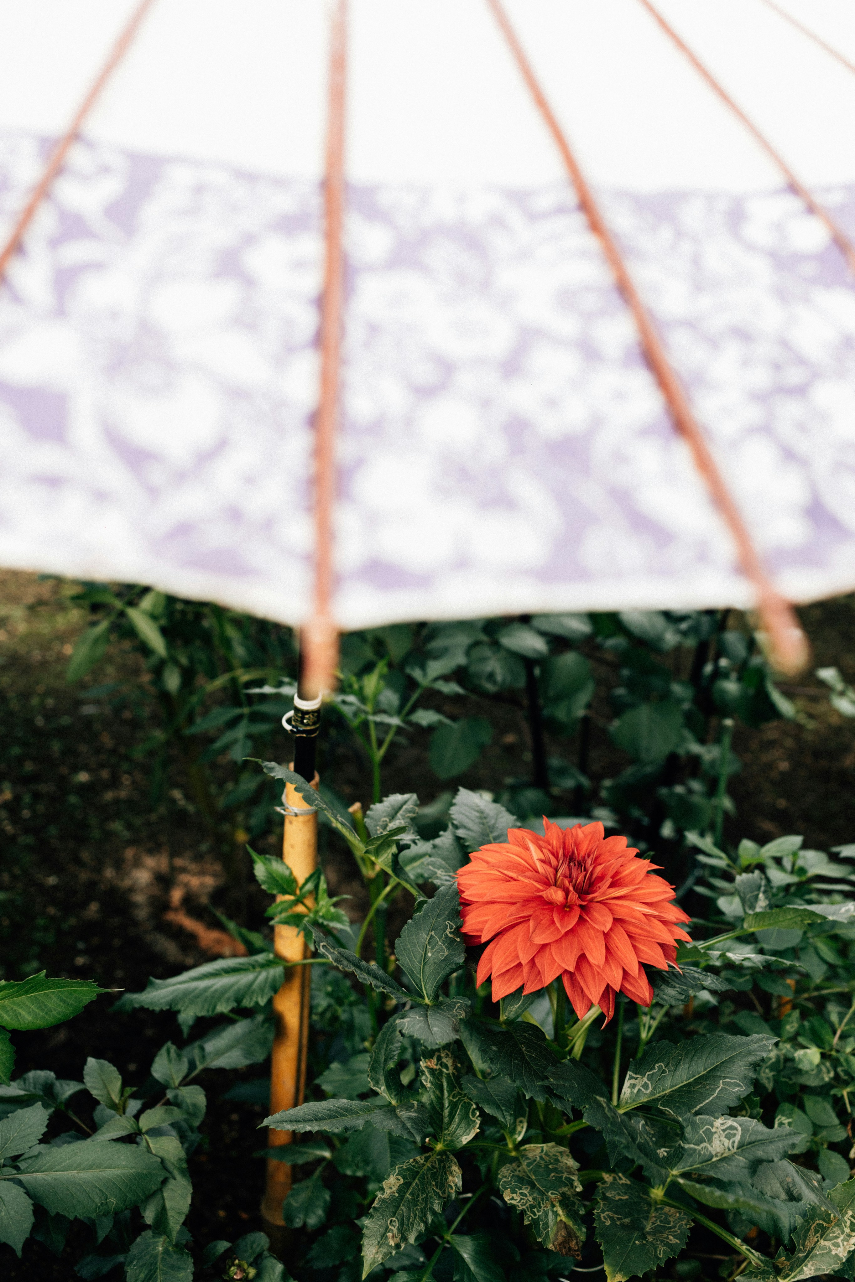 An orange dahlia blooms beneath a patterned umbrella.