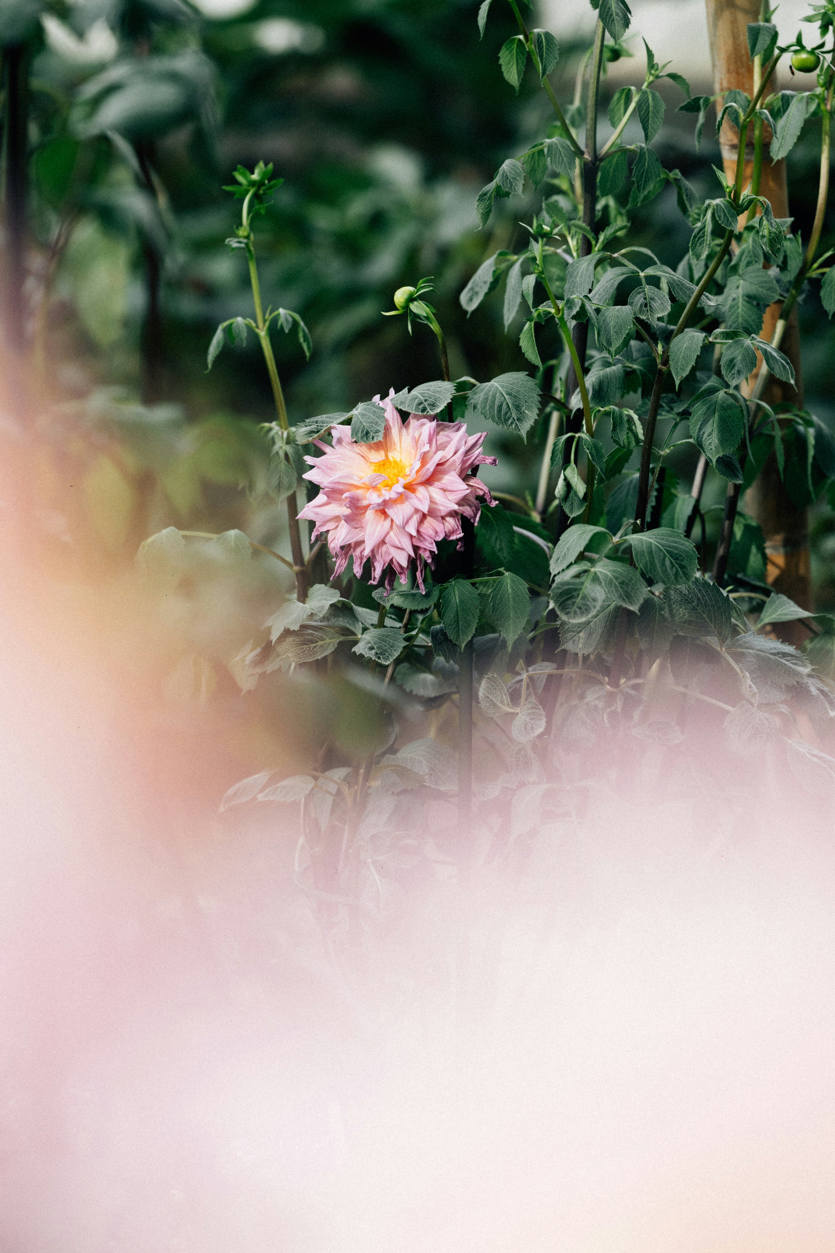 Photo by tsuyoshikozu