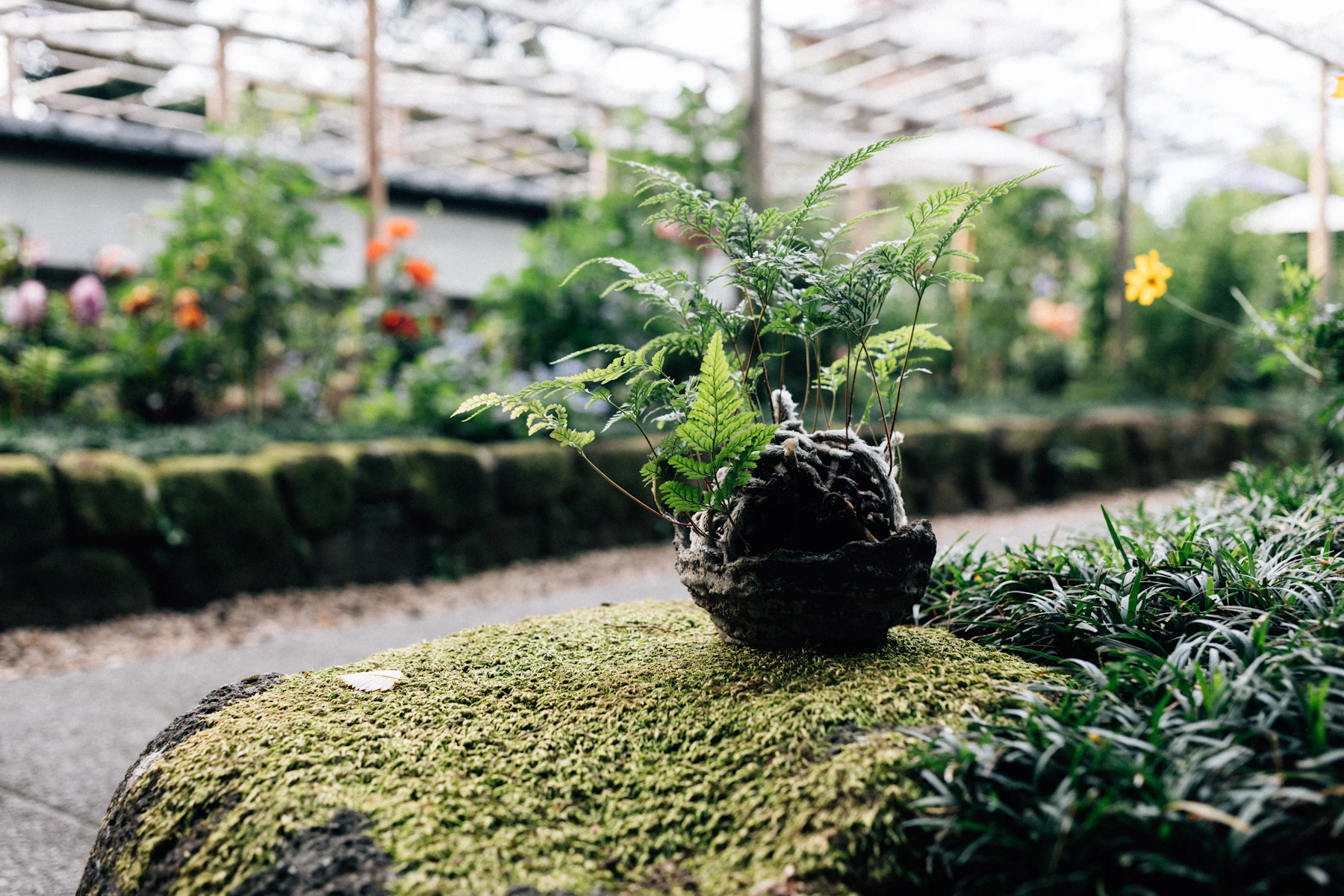 A small fern growing from a string-bound ball that rests on a mossy rock in a garden