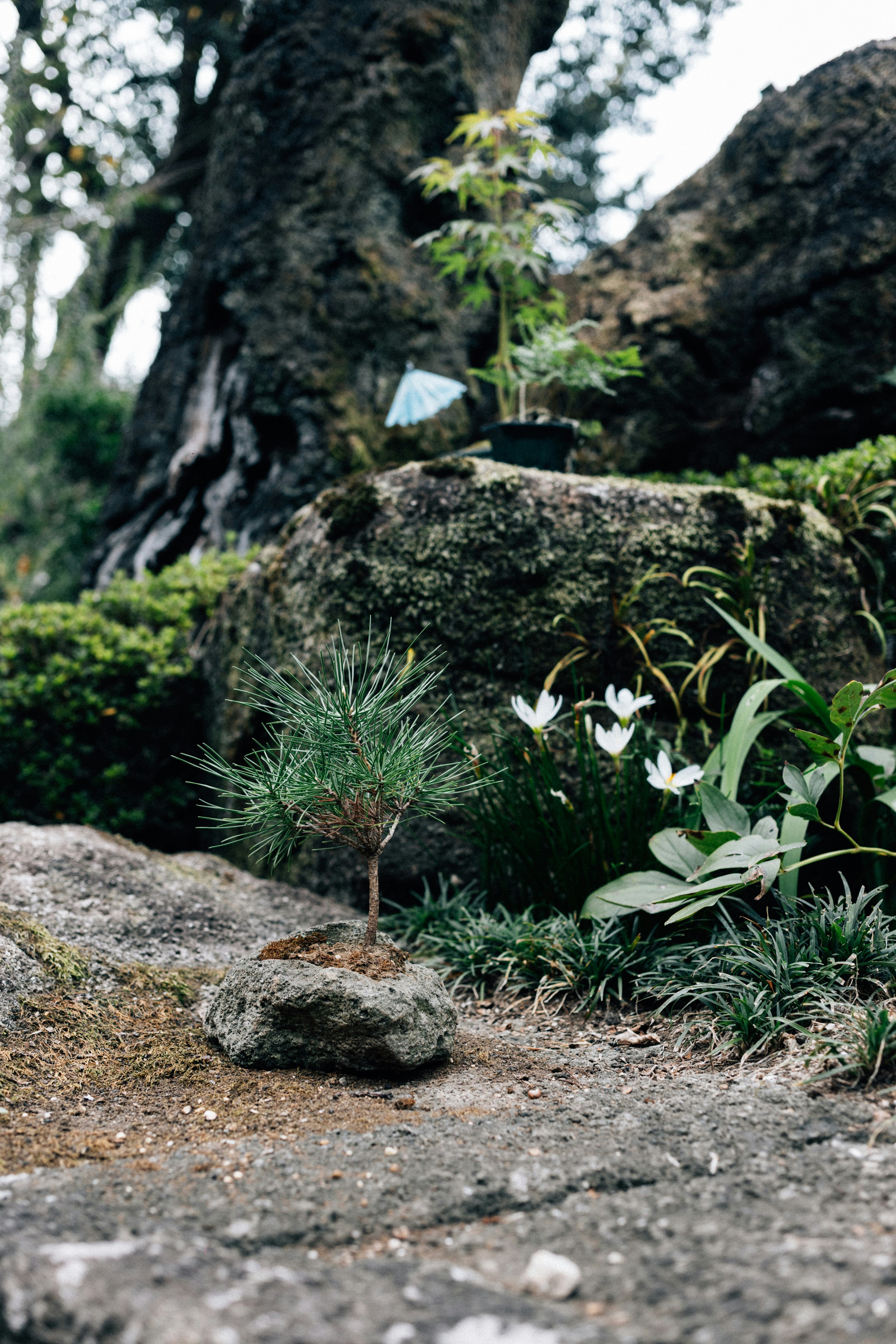 Photo by tsuyoshikozu