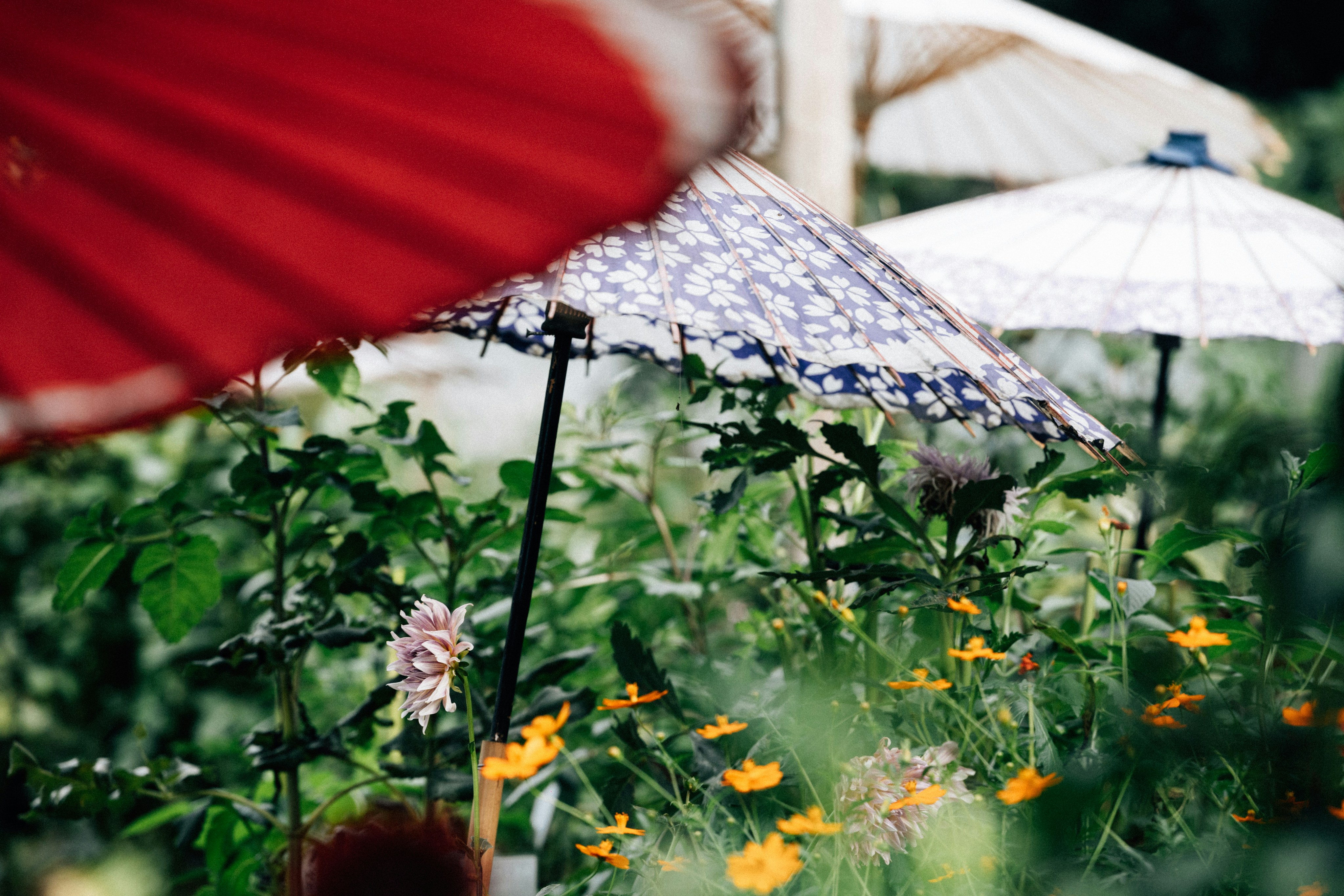 Photo by tsuyoshikozu