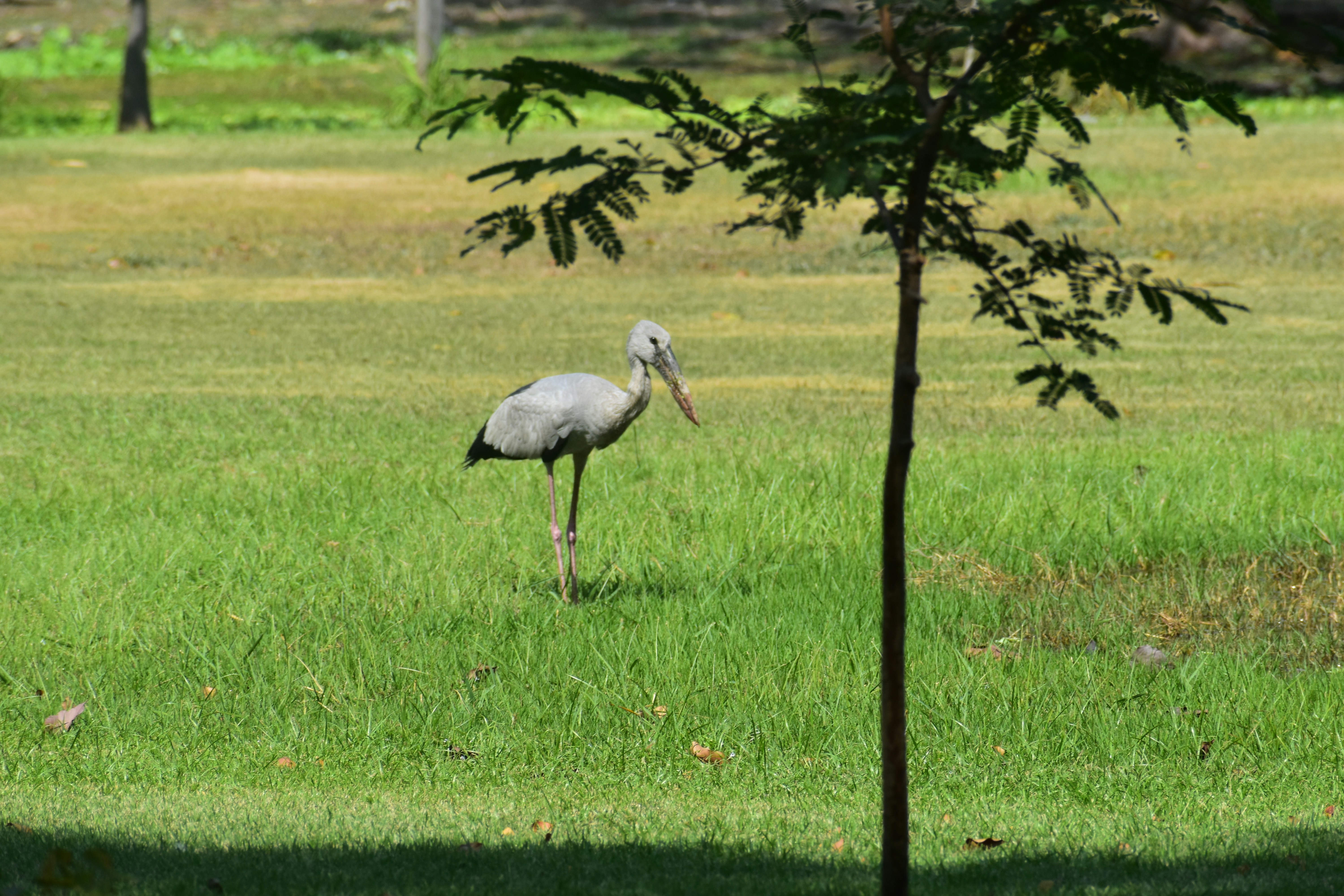 Ein Graureiher steht auf einem grasbewachsenen Feld.