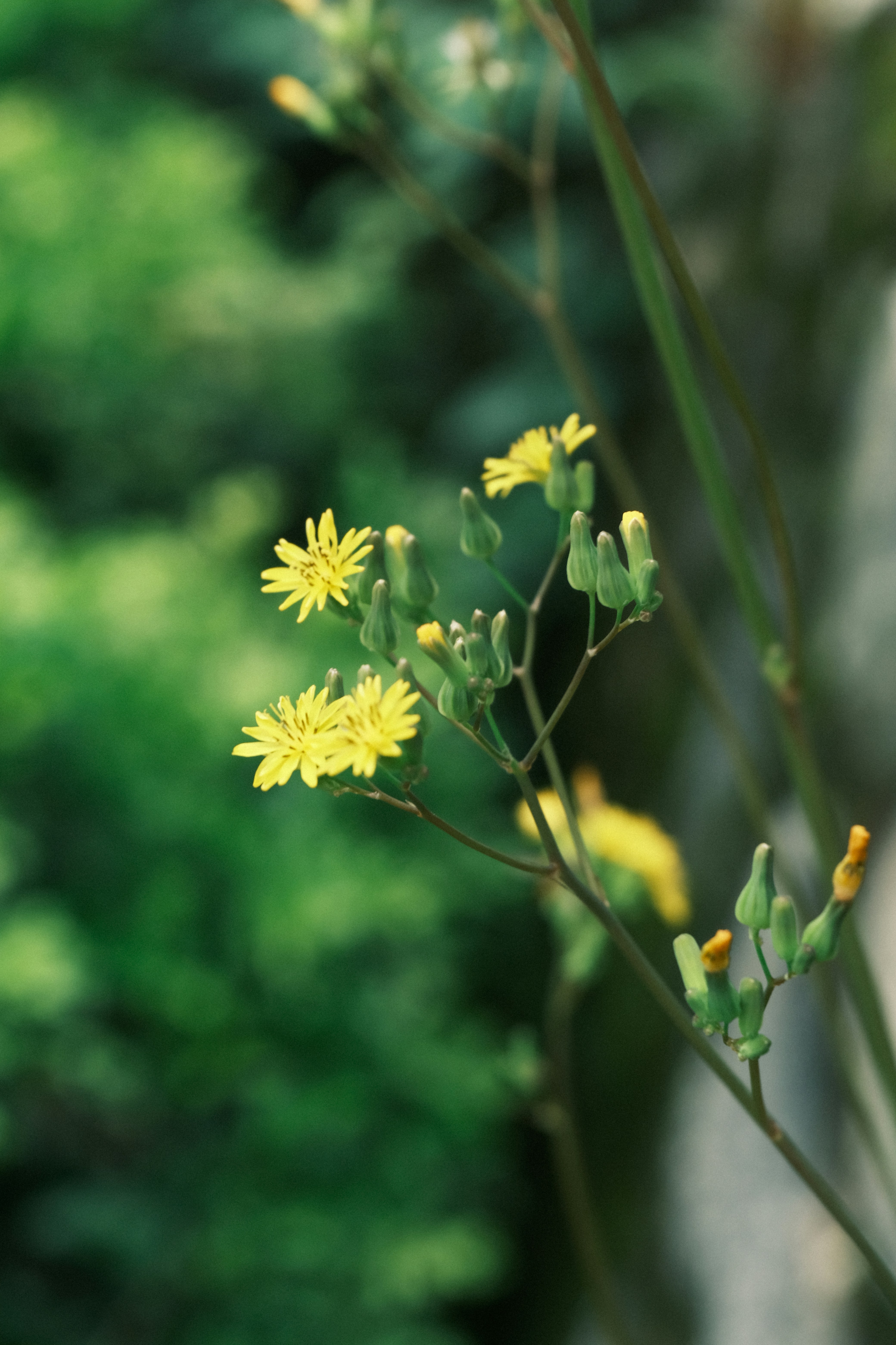 Photo by dvhoang2106