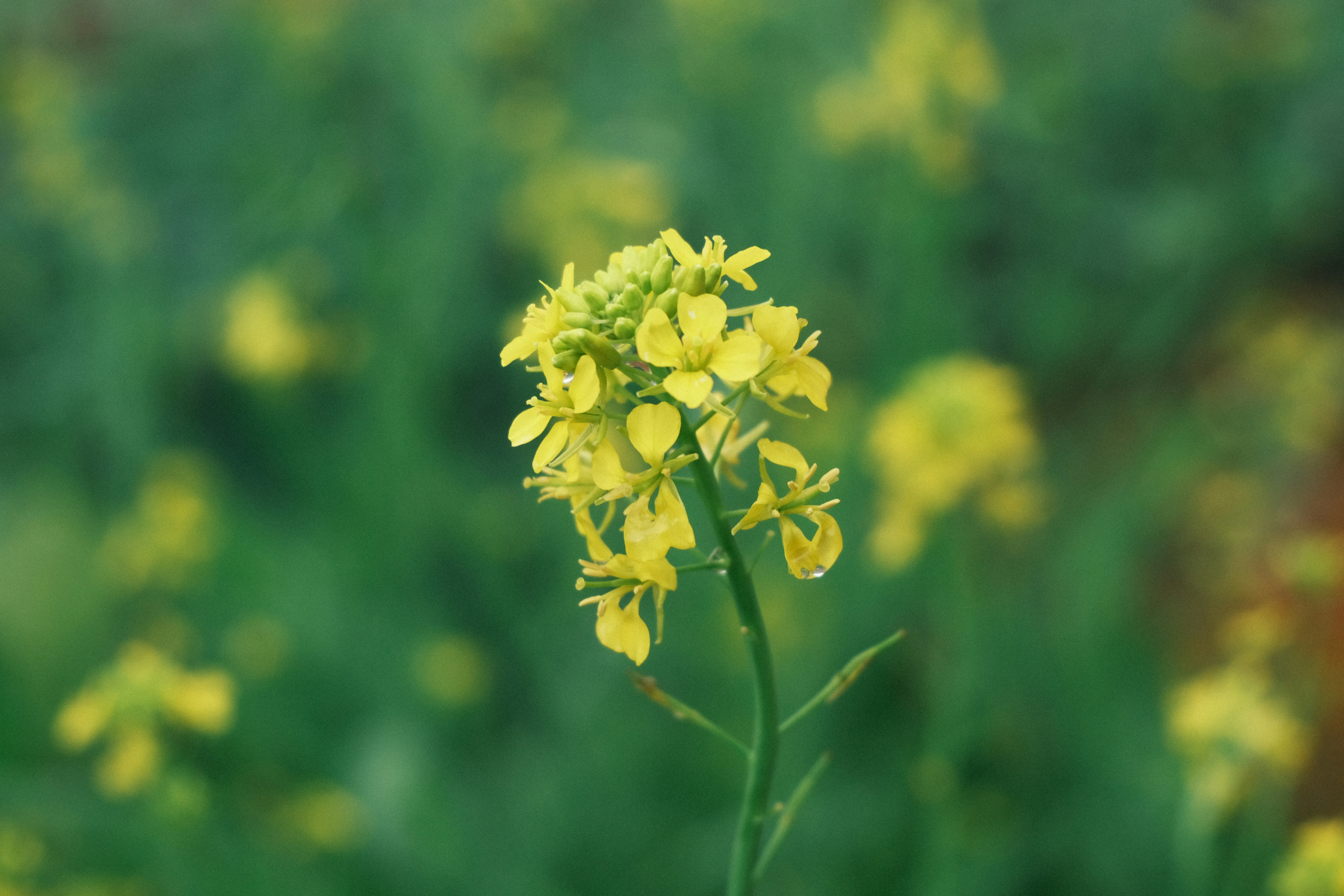 Photo by dvhoang2106