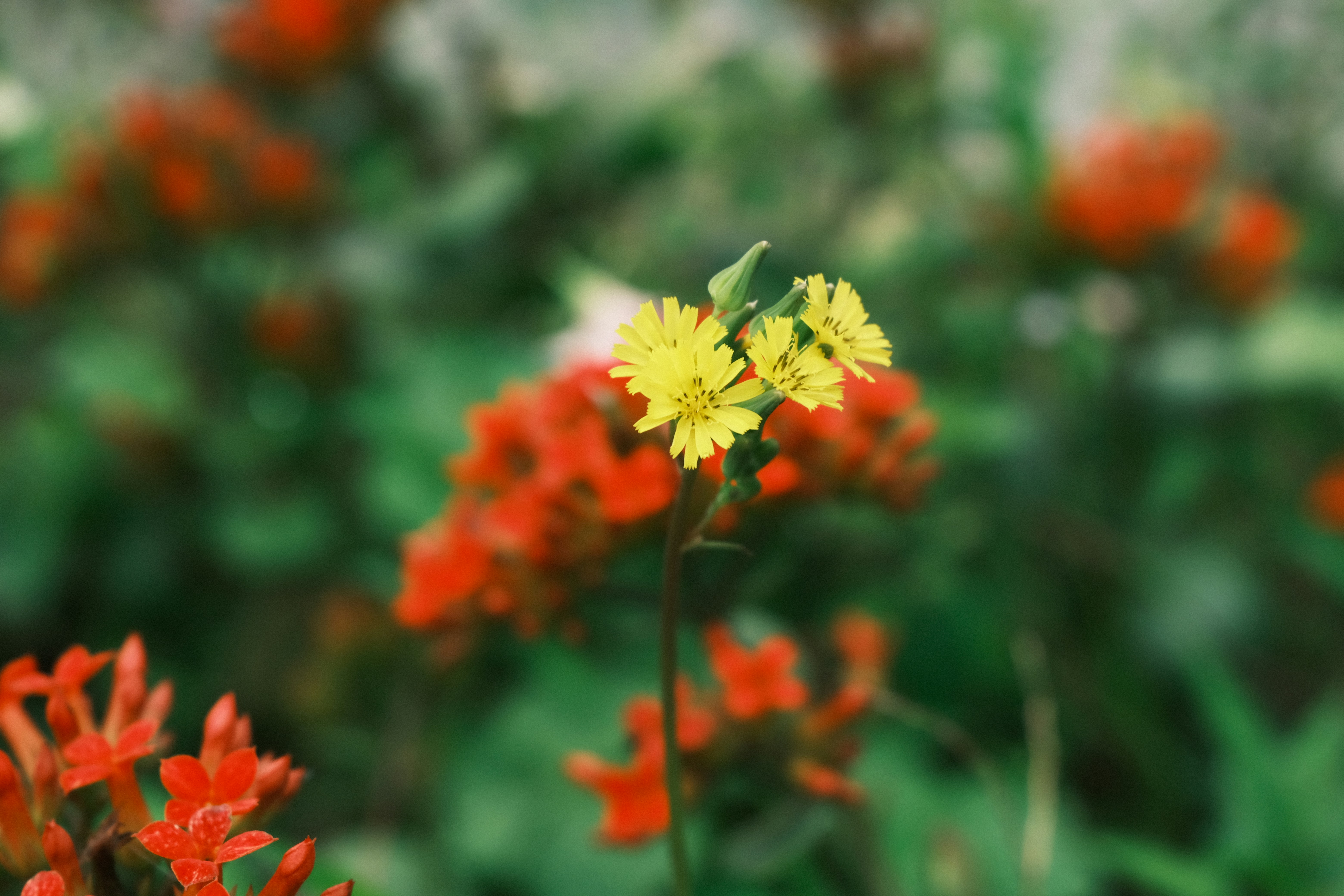 Photo by dvhoang2106