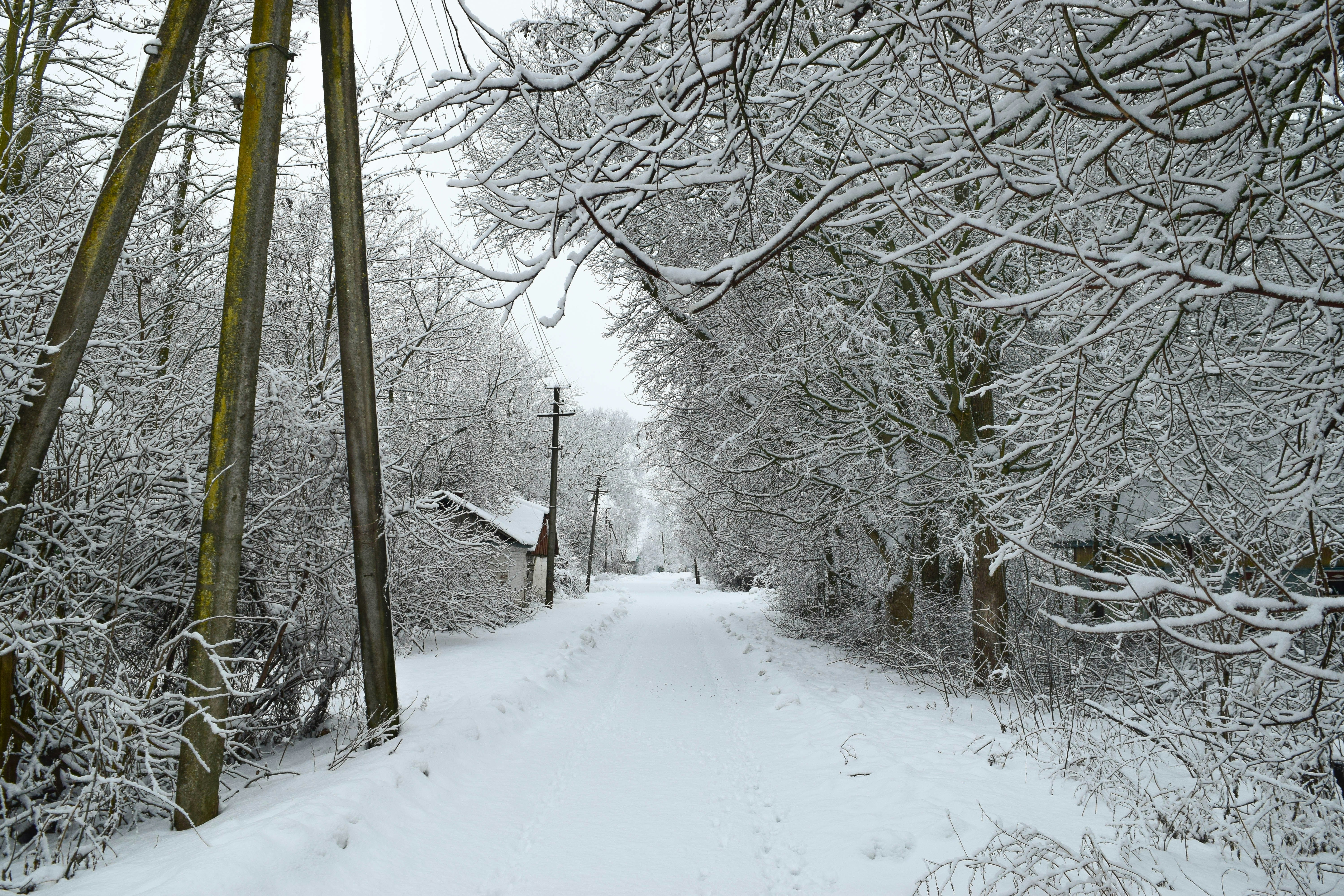 雪に覆われた冬の森の道と電線。