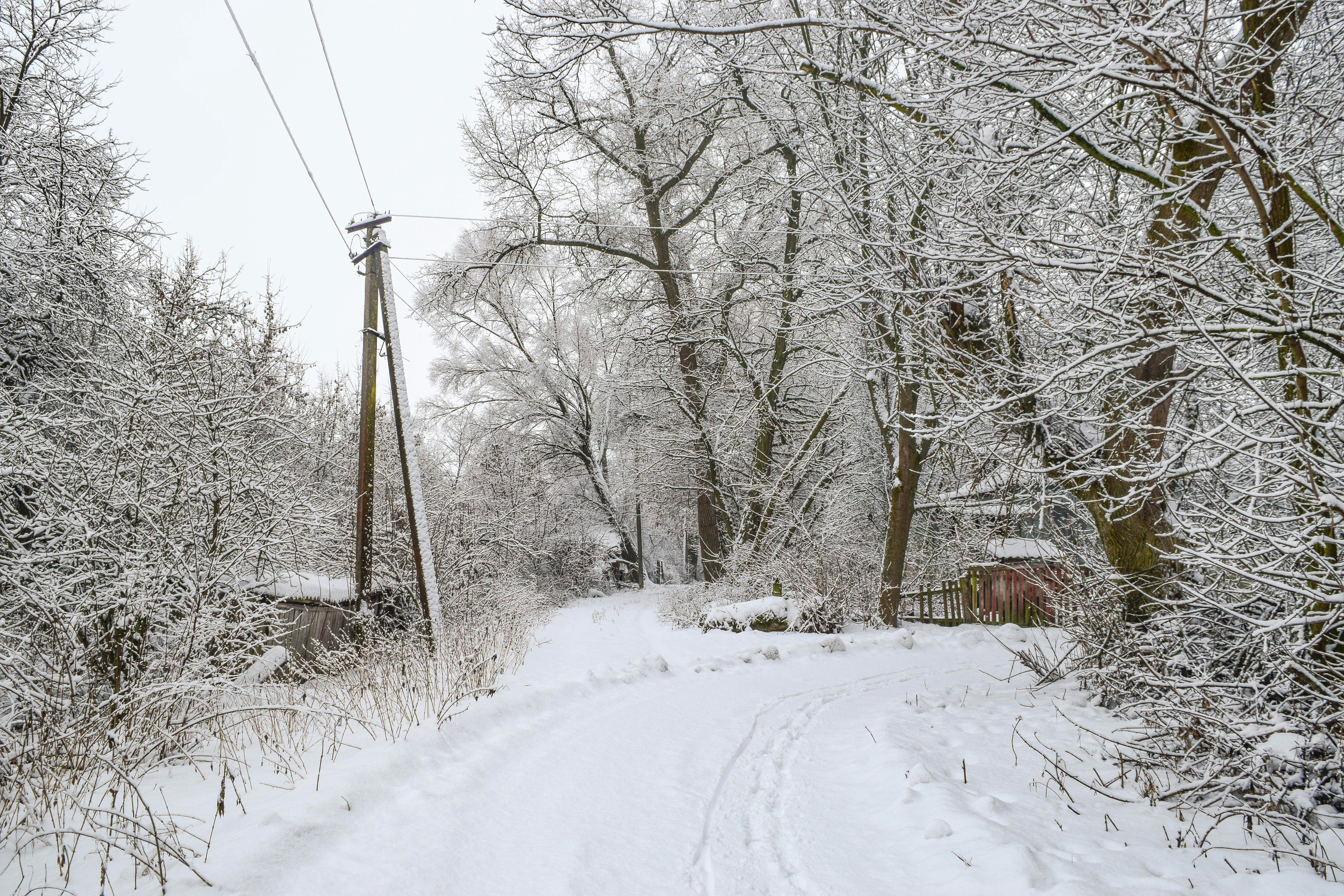雪に覆われた冬の森の木々の中を通る道。
