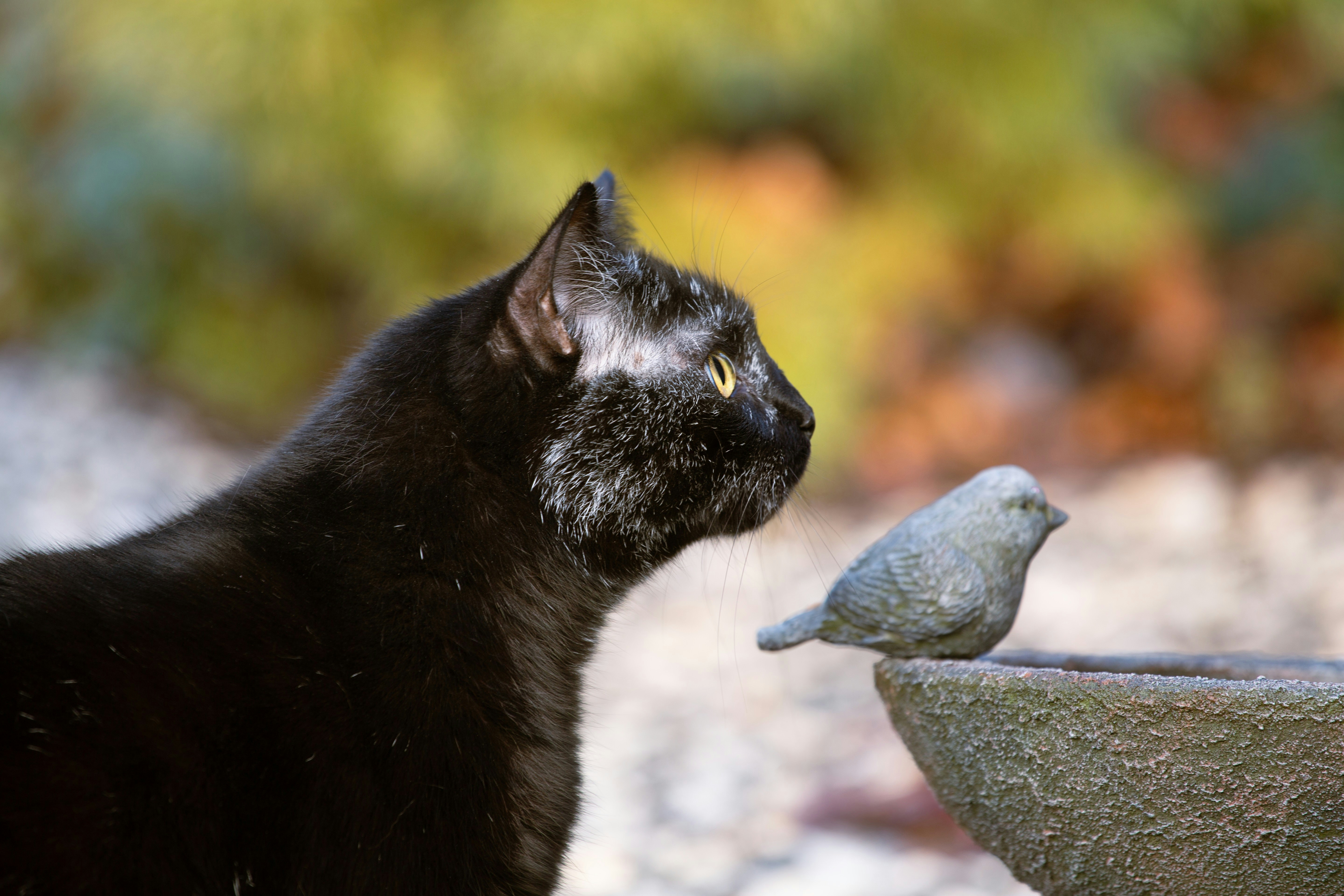 A black cat intently watches a small bird statue