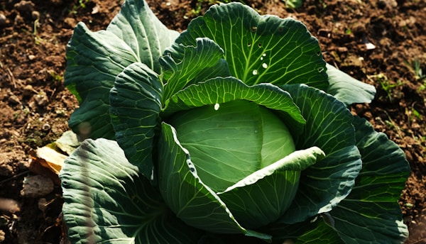 Mix de Hierbas Aromáticas