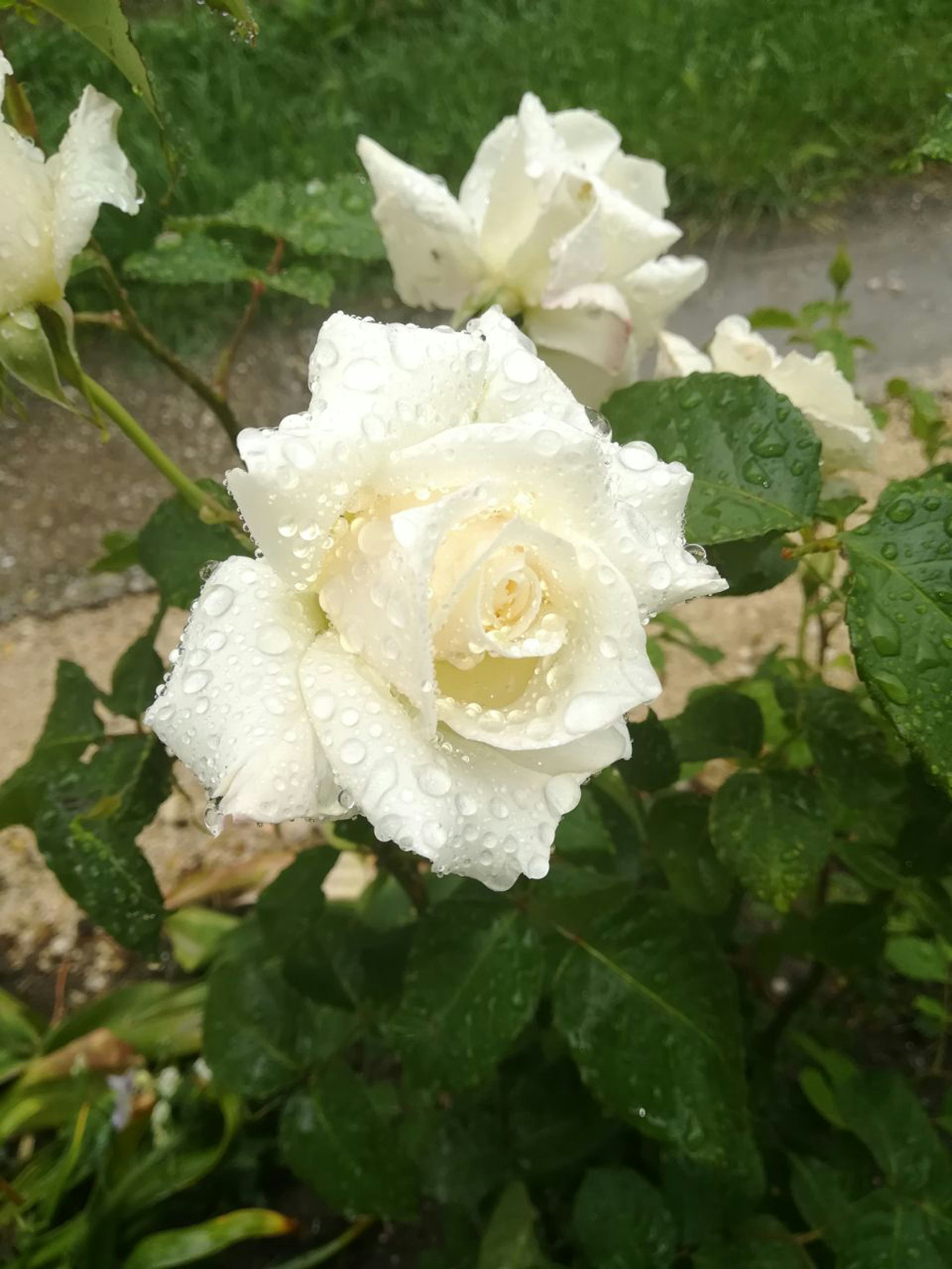 A white rose covered in water droplets after rain.