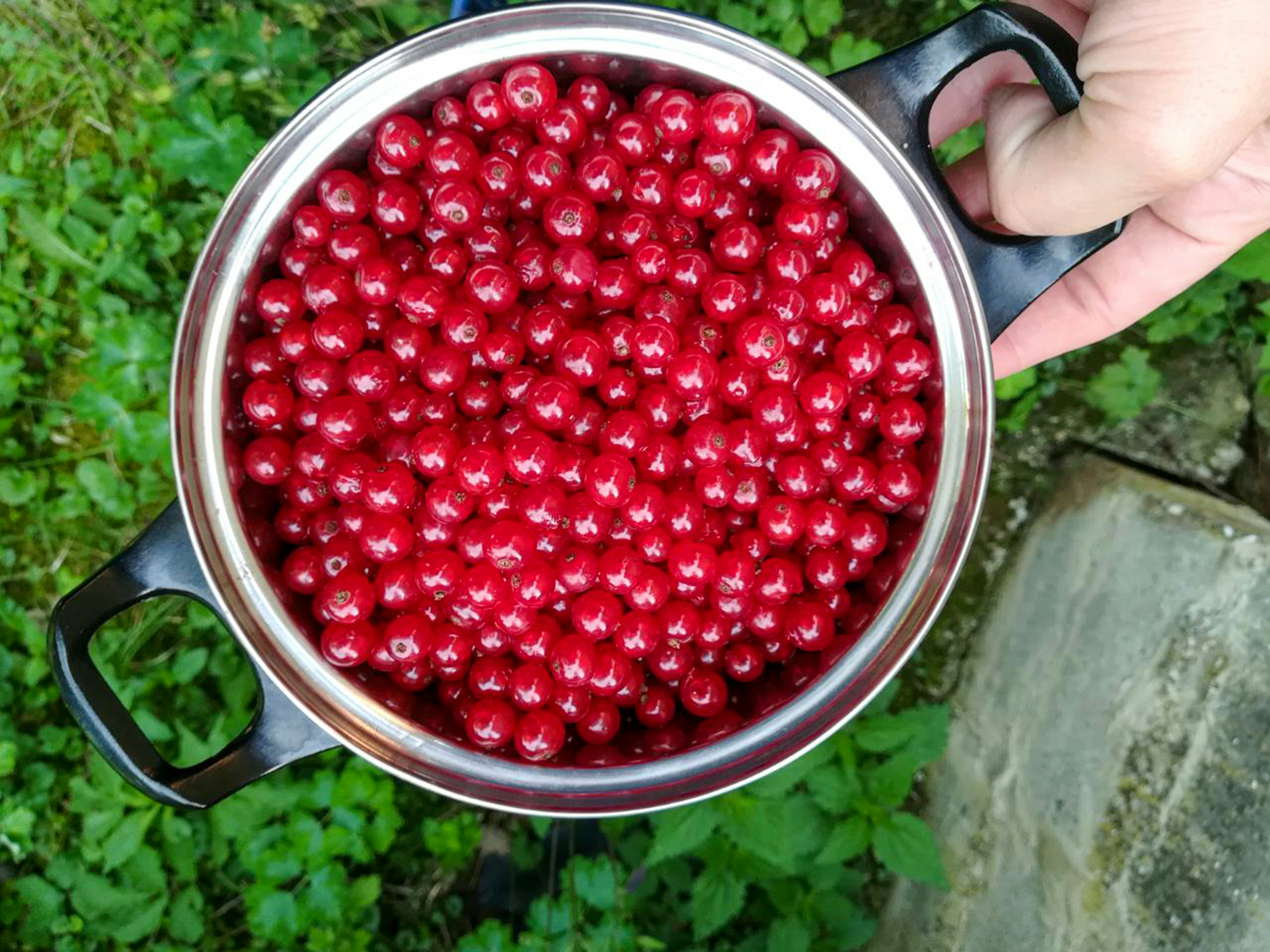 A pot full of bright red cherries