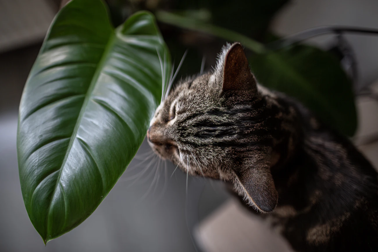 猫種別の記事「ラグドールは賃貸向き？部屋選びの考え方」のアイキャッチ画像