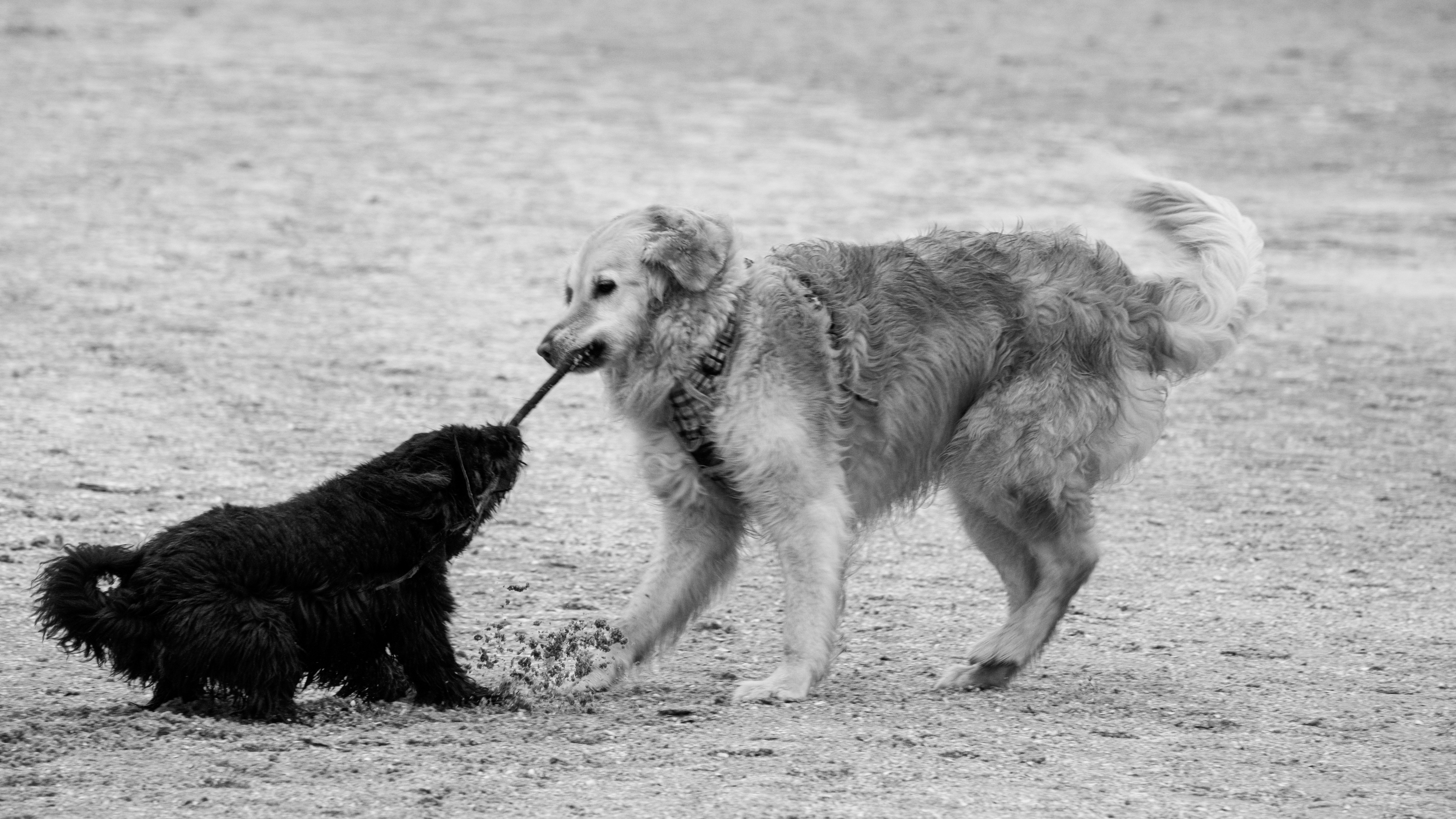 Aggressionsverhalten bei Hunden: Ursachen, Prävention und Trainingstipps