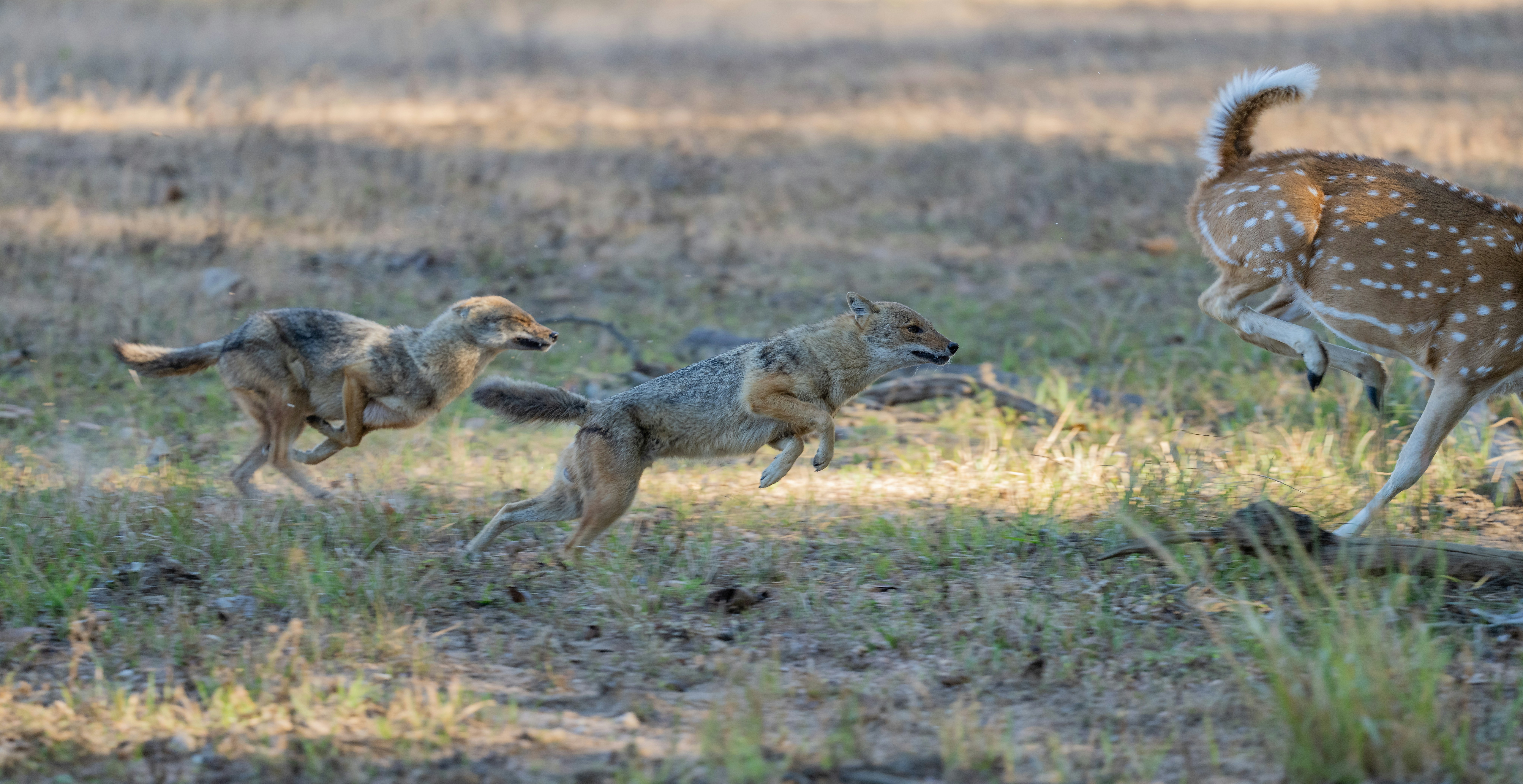 Two coyotes chase a spotted deer in a grassy field.