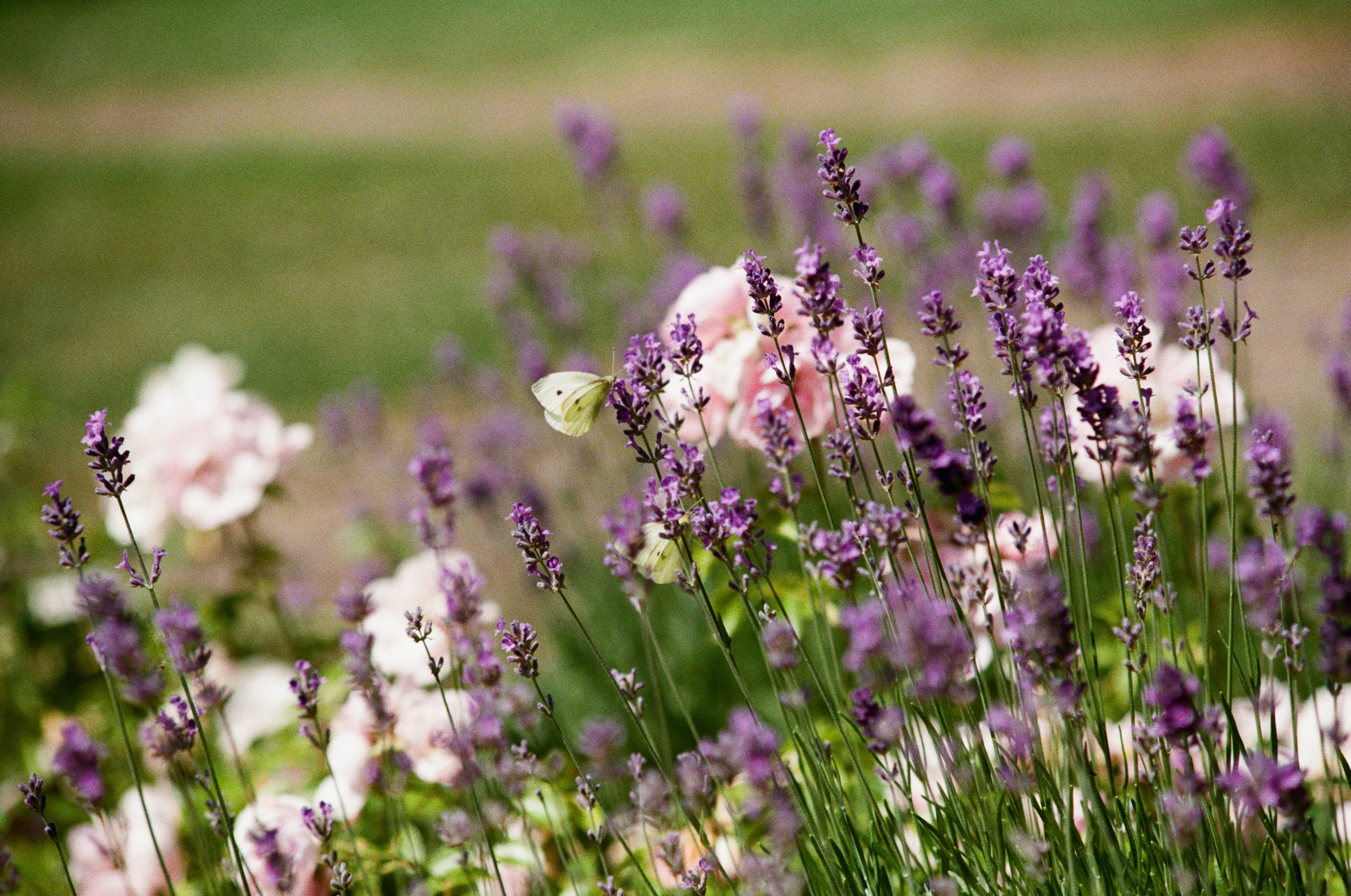 Photo by bernhardbar