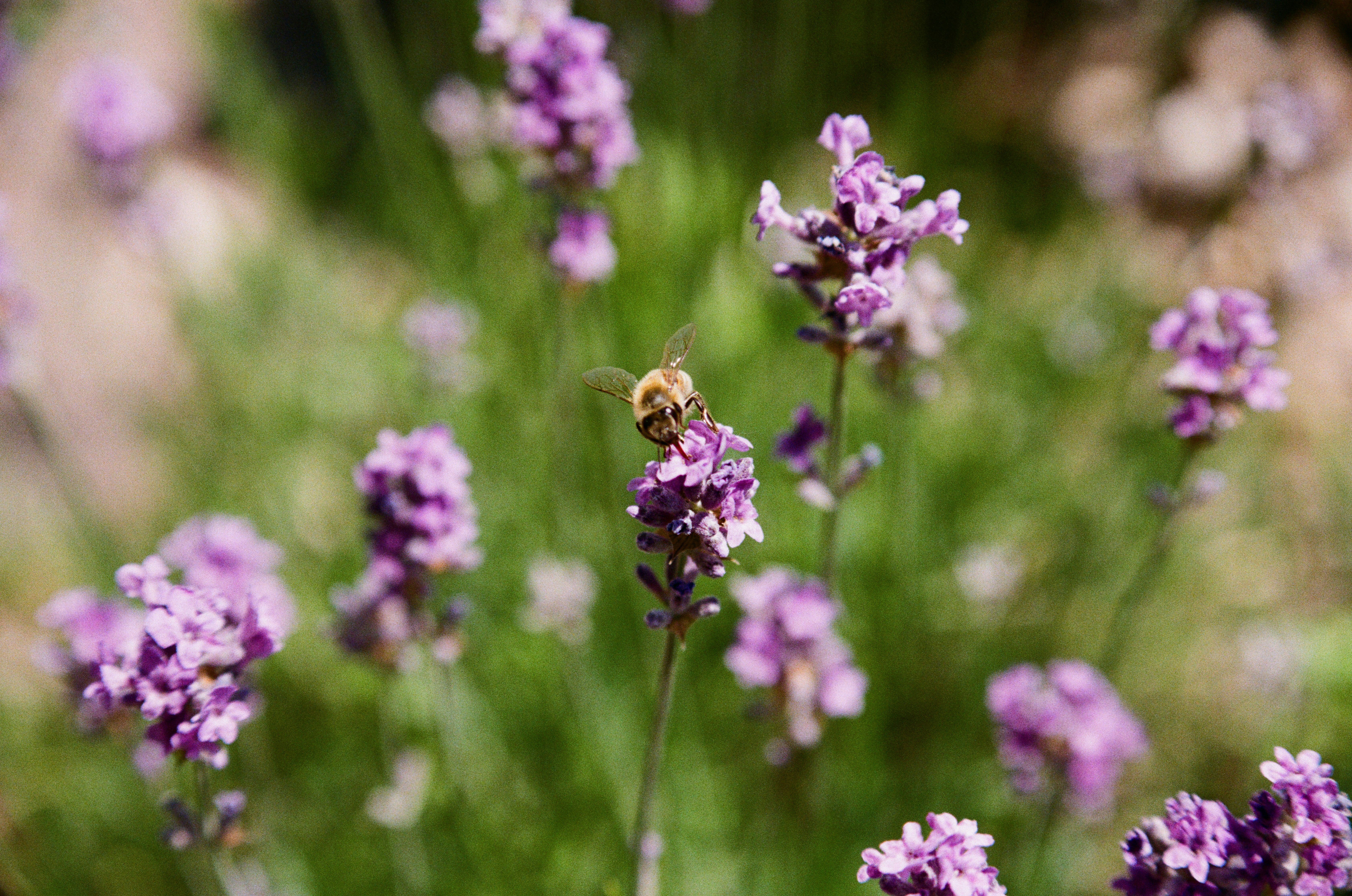 Photo by bernhardbar