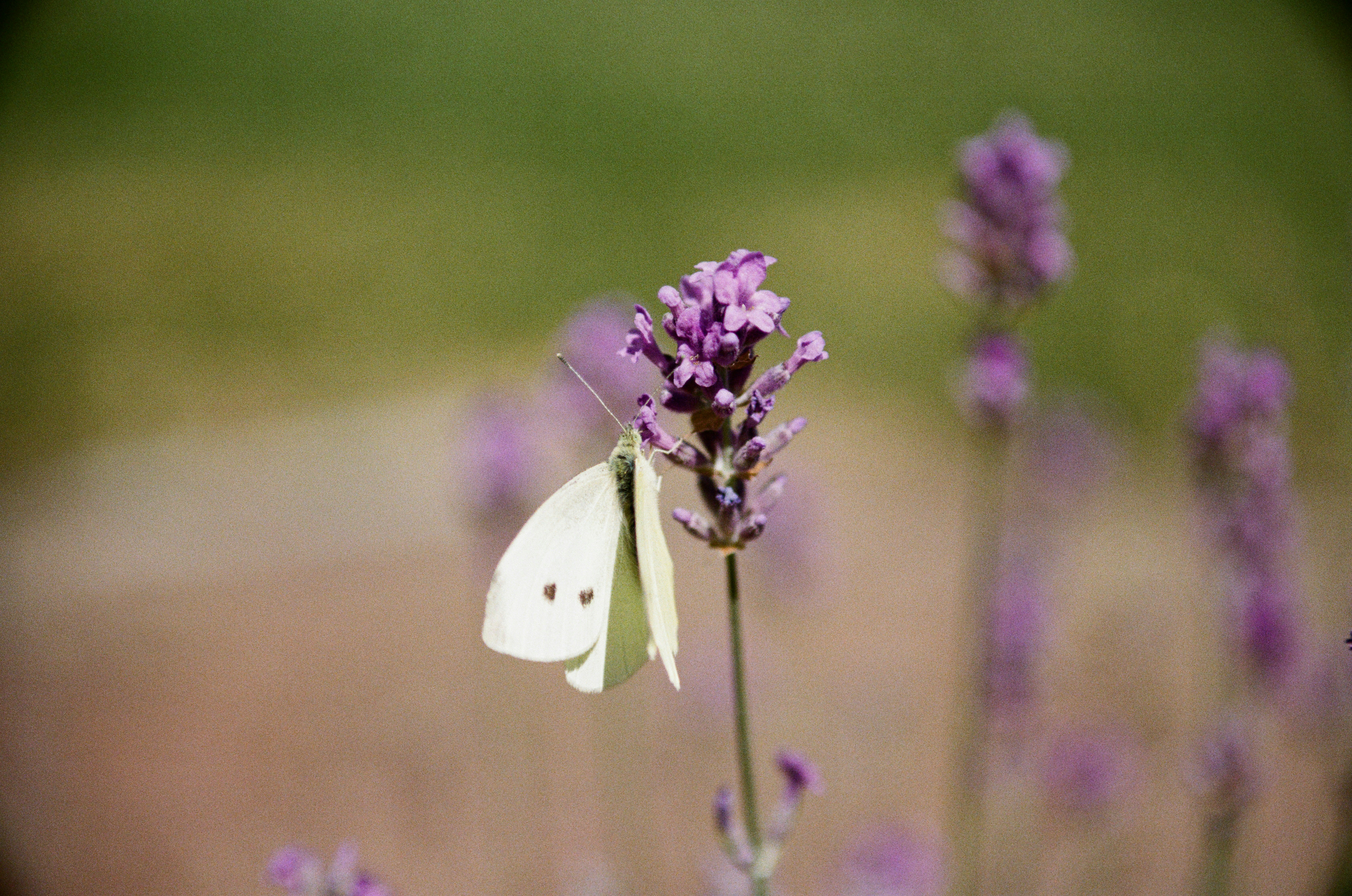 Photo by bernhardbar